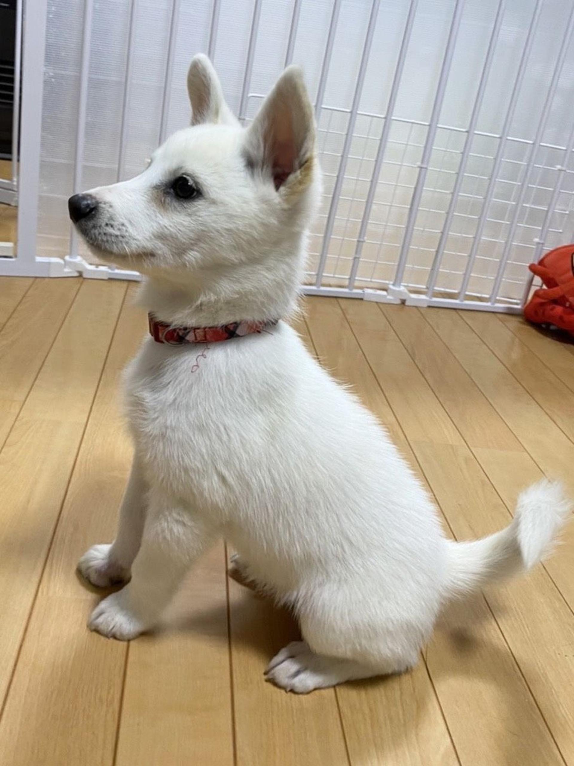 pet-image-6