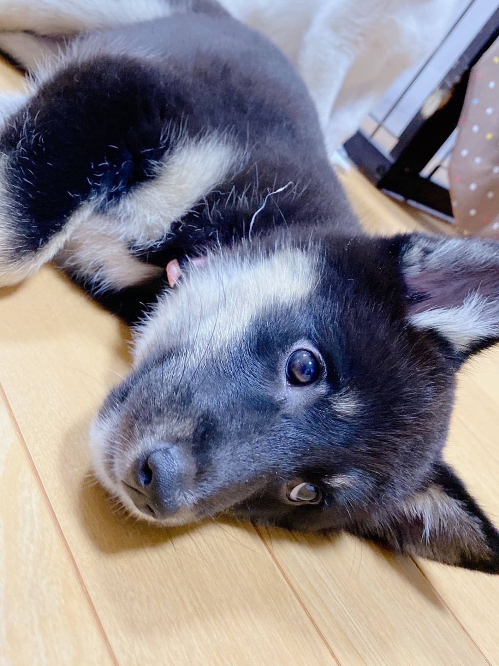 雑種（ミックス犬）・メスの里親募集の写真