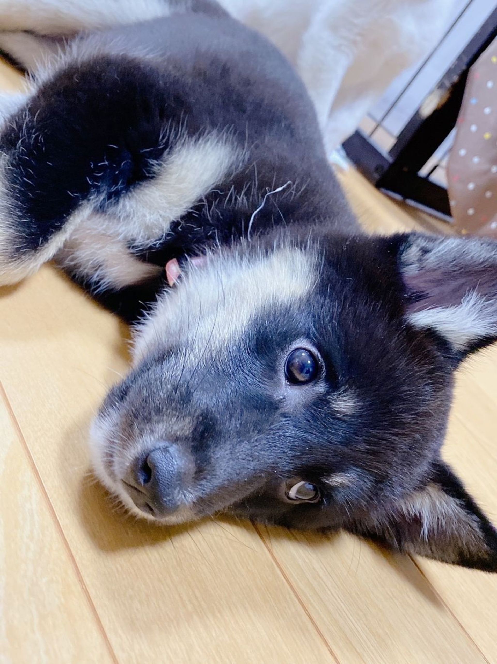 雑種（ミックス犬）・メスの里親募集の写真