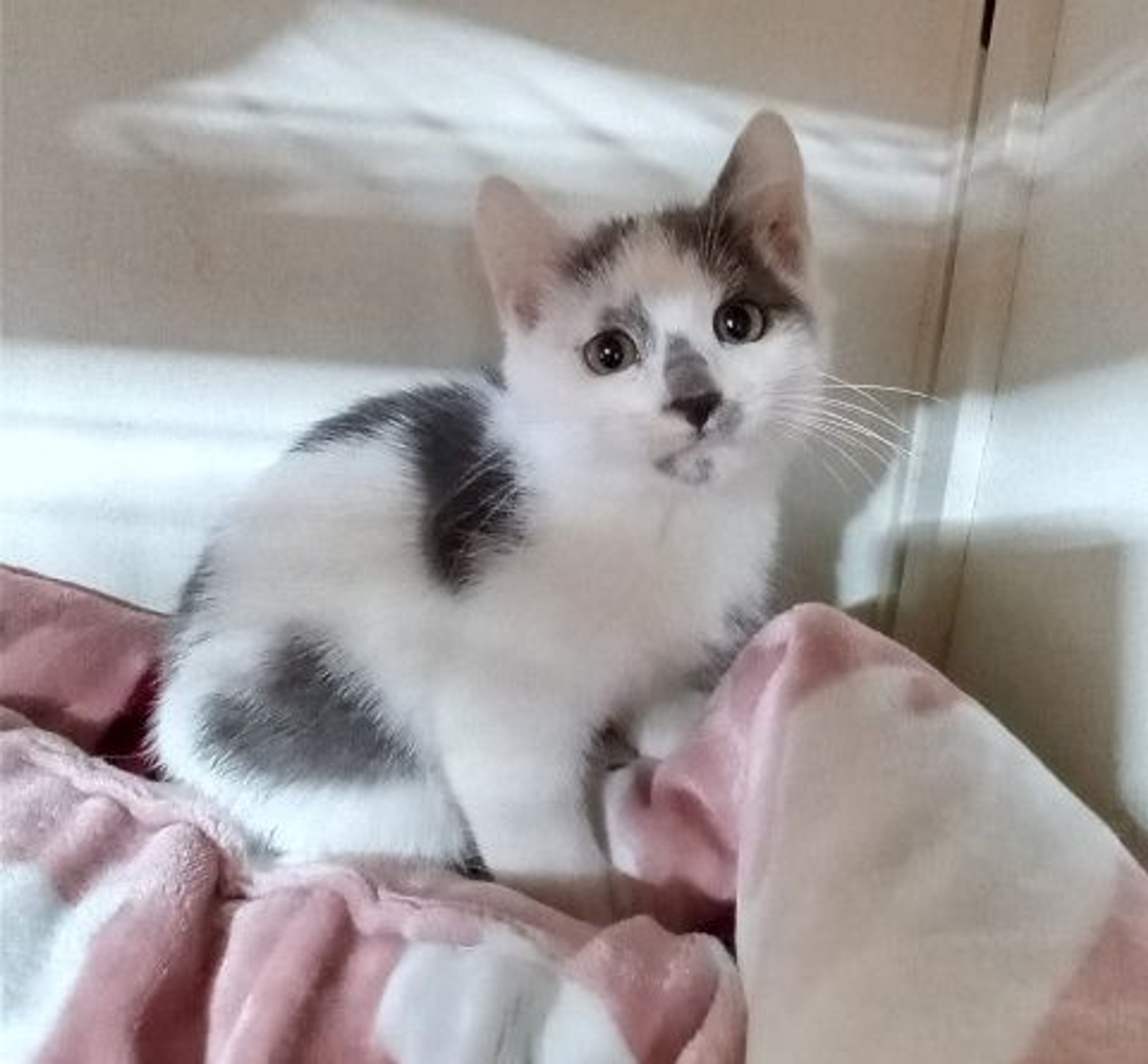 雑種（ミックス猫）・オスの里親募集の写真