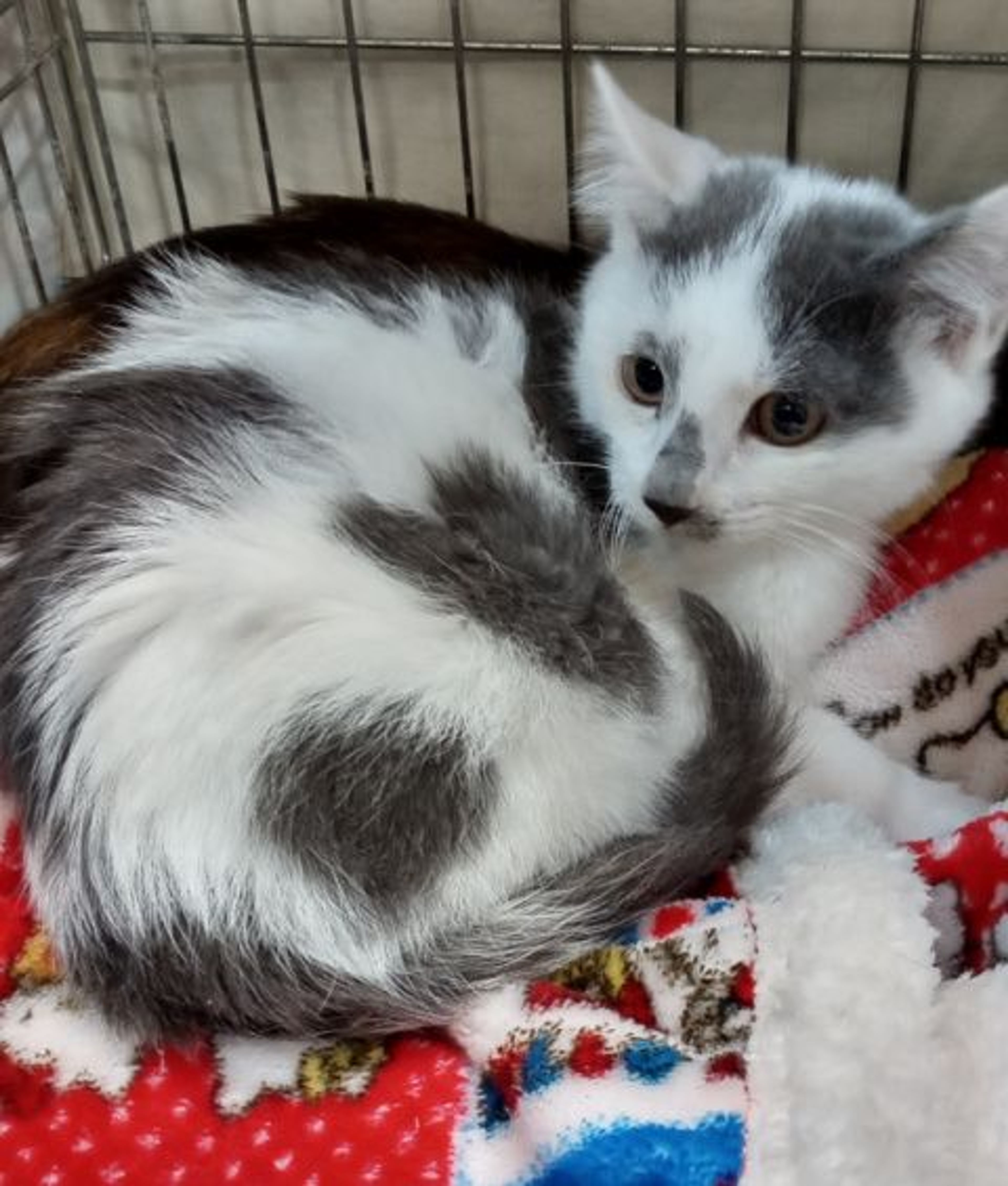 pet-image-2