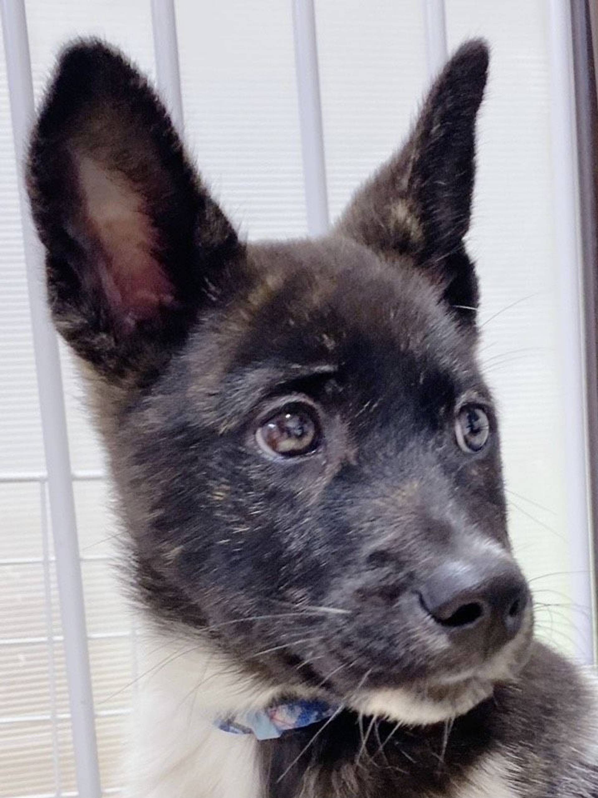 雑種（ミックス犬）・オスの里親募集の写真