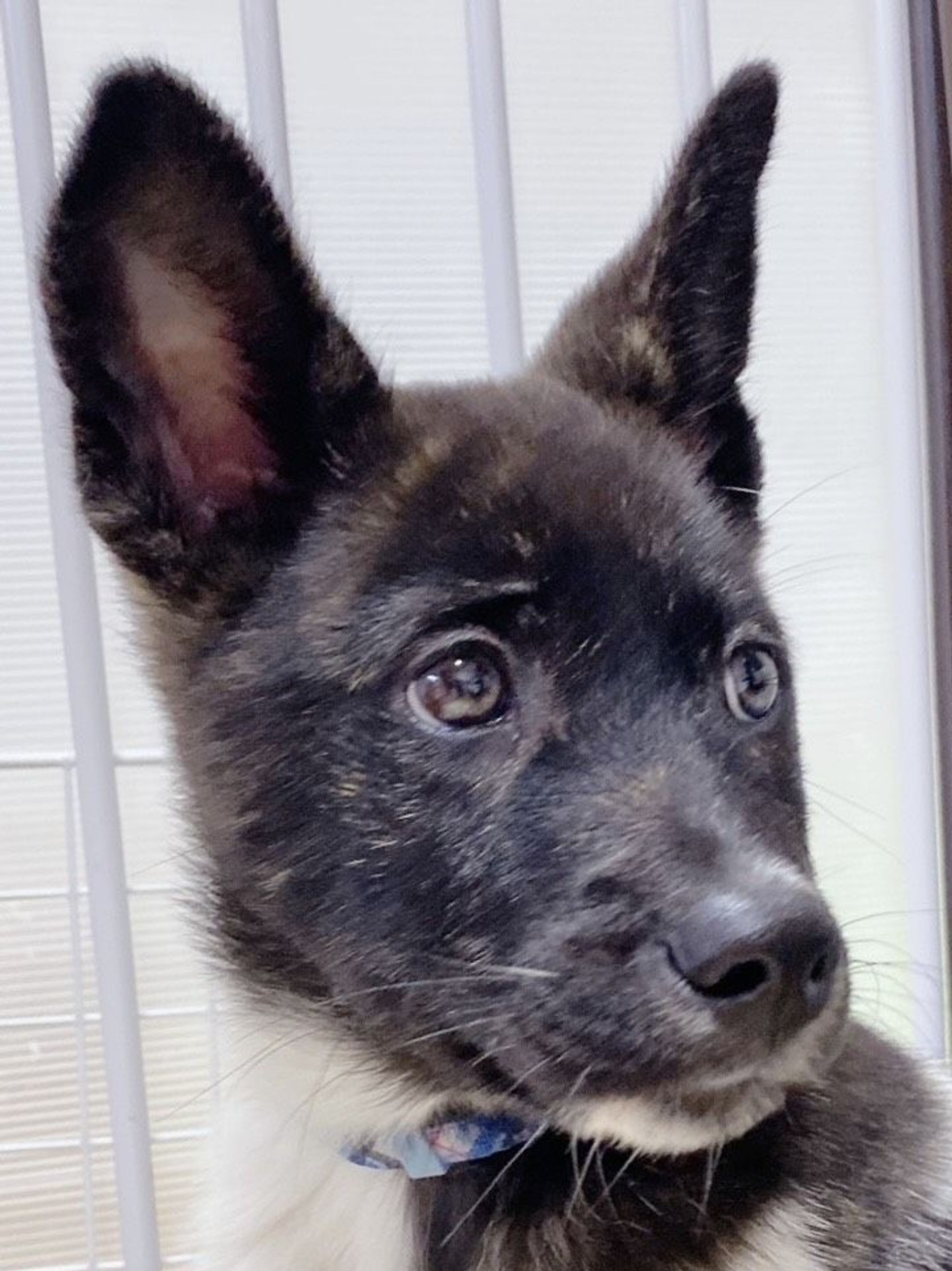 雑種（ミックス犬）・オスの里親募集の写真
