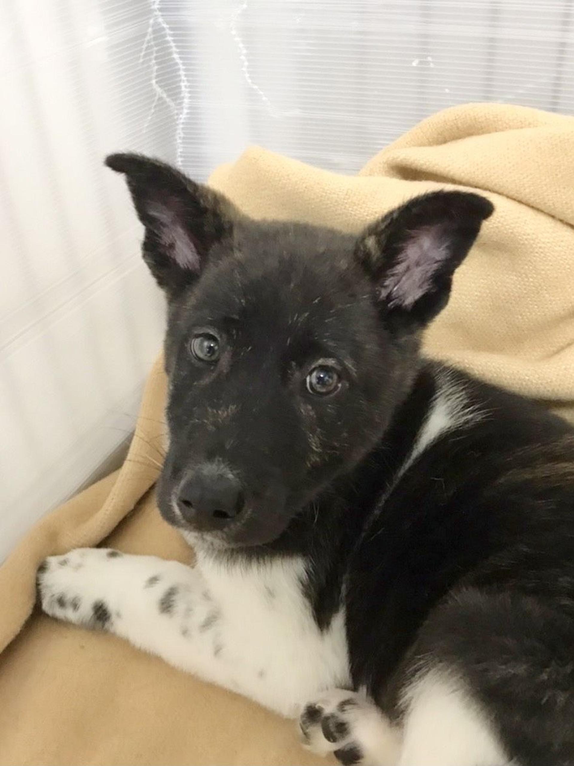 pet-image-2