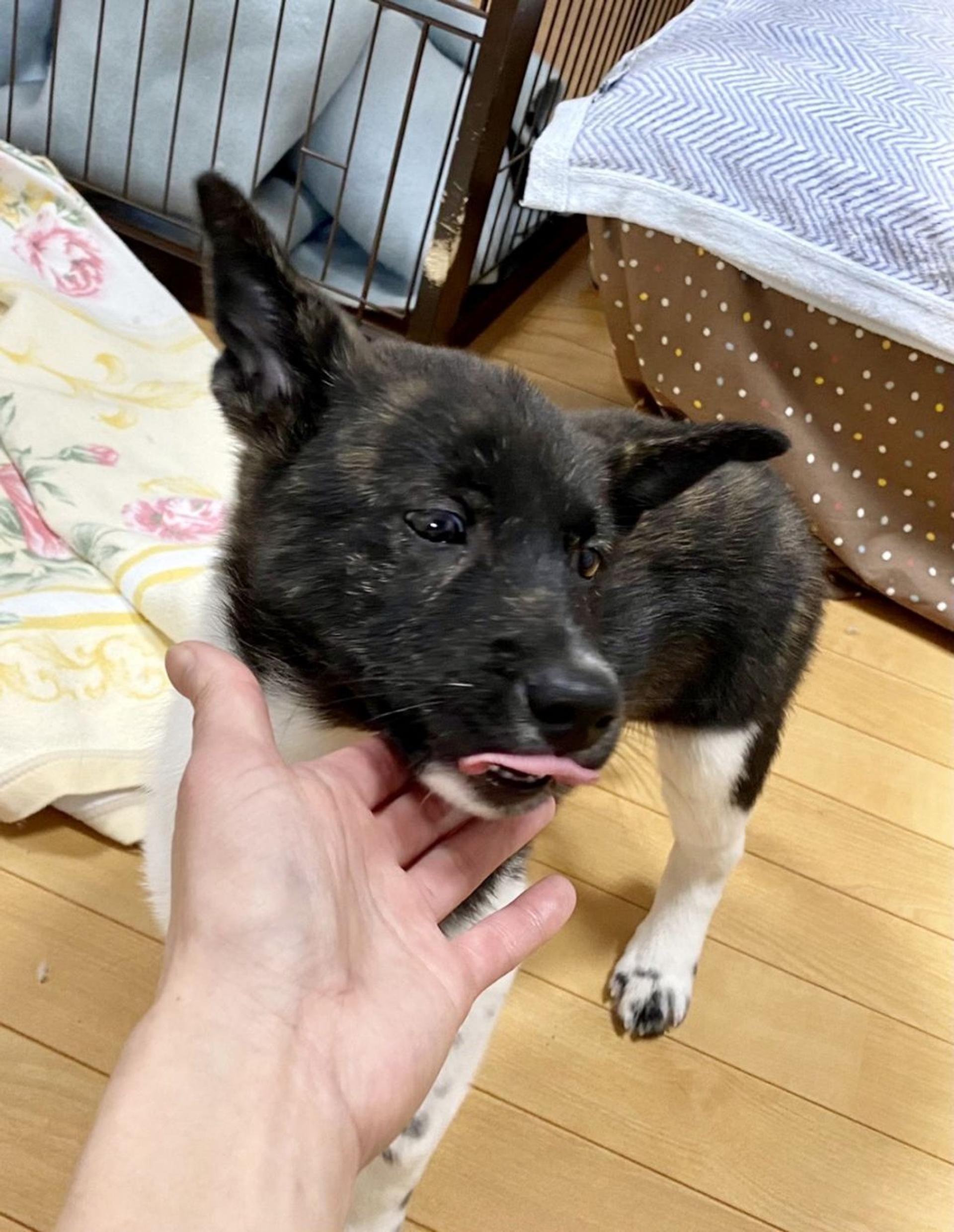 pet-image-5