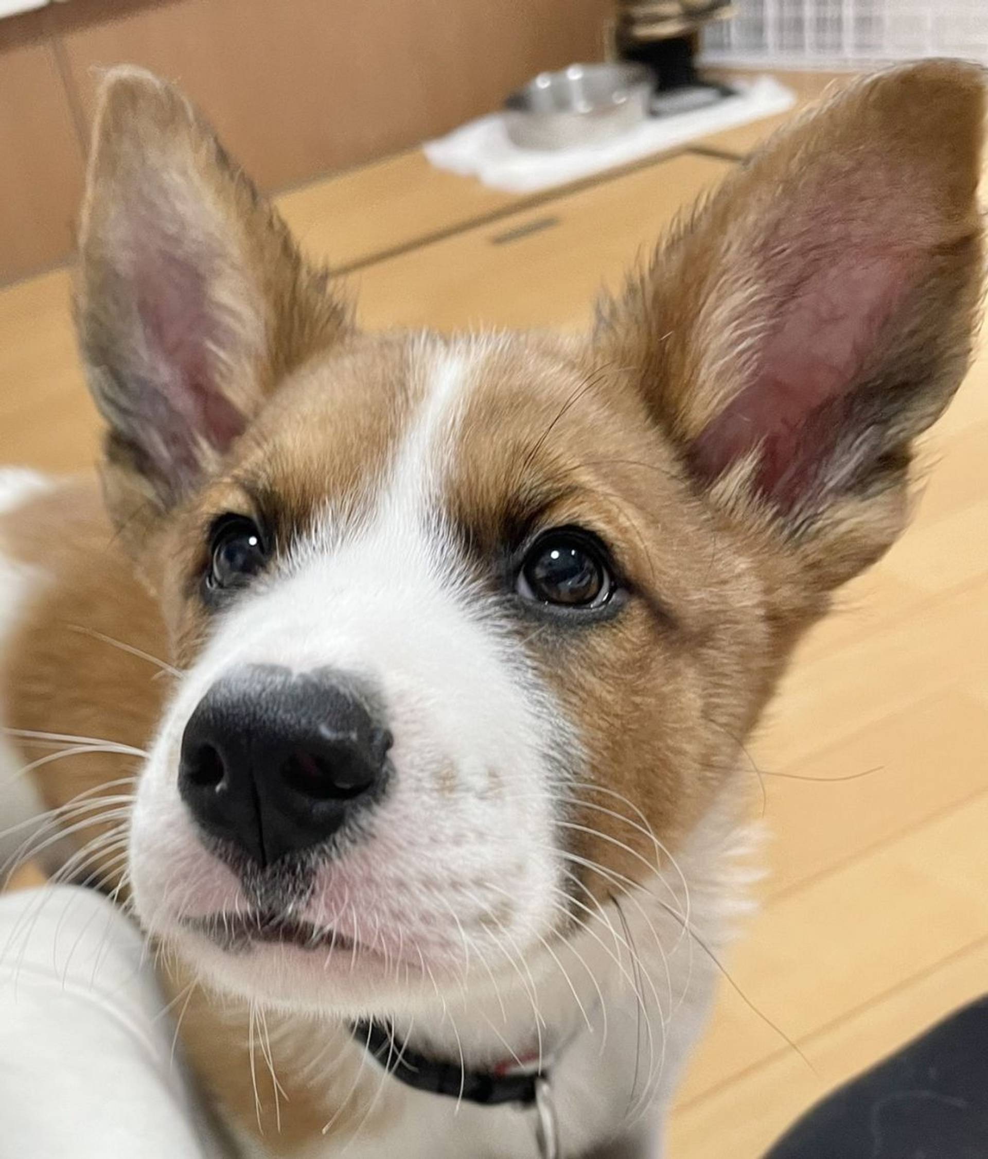雑種（ミックス犬）・オスの里親募集の写真
