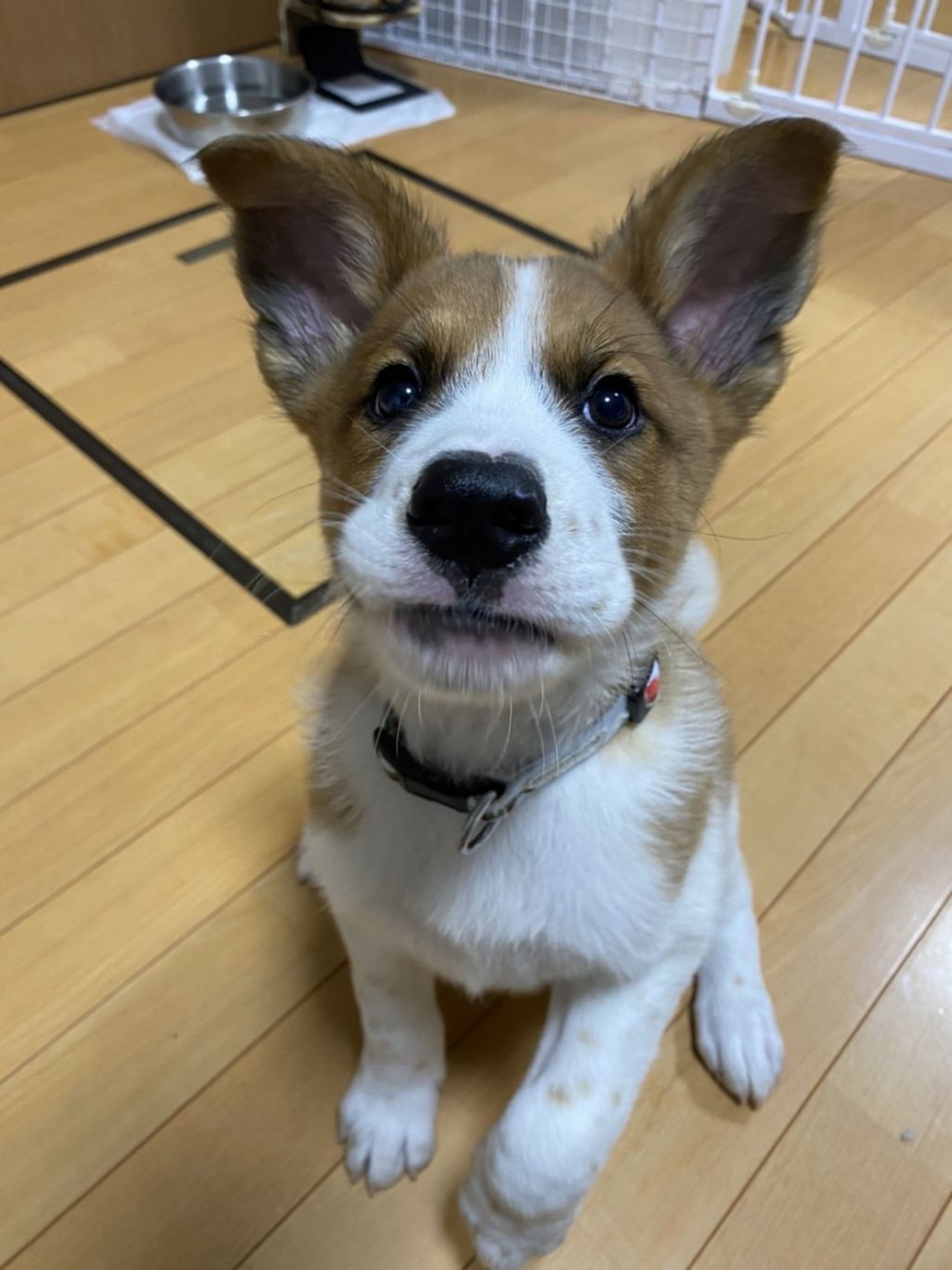 pet-image-2