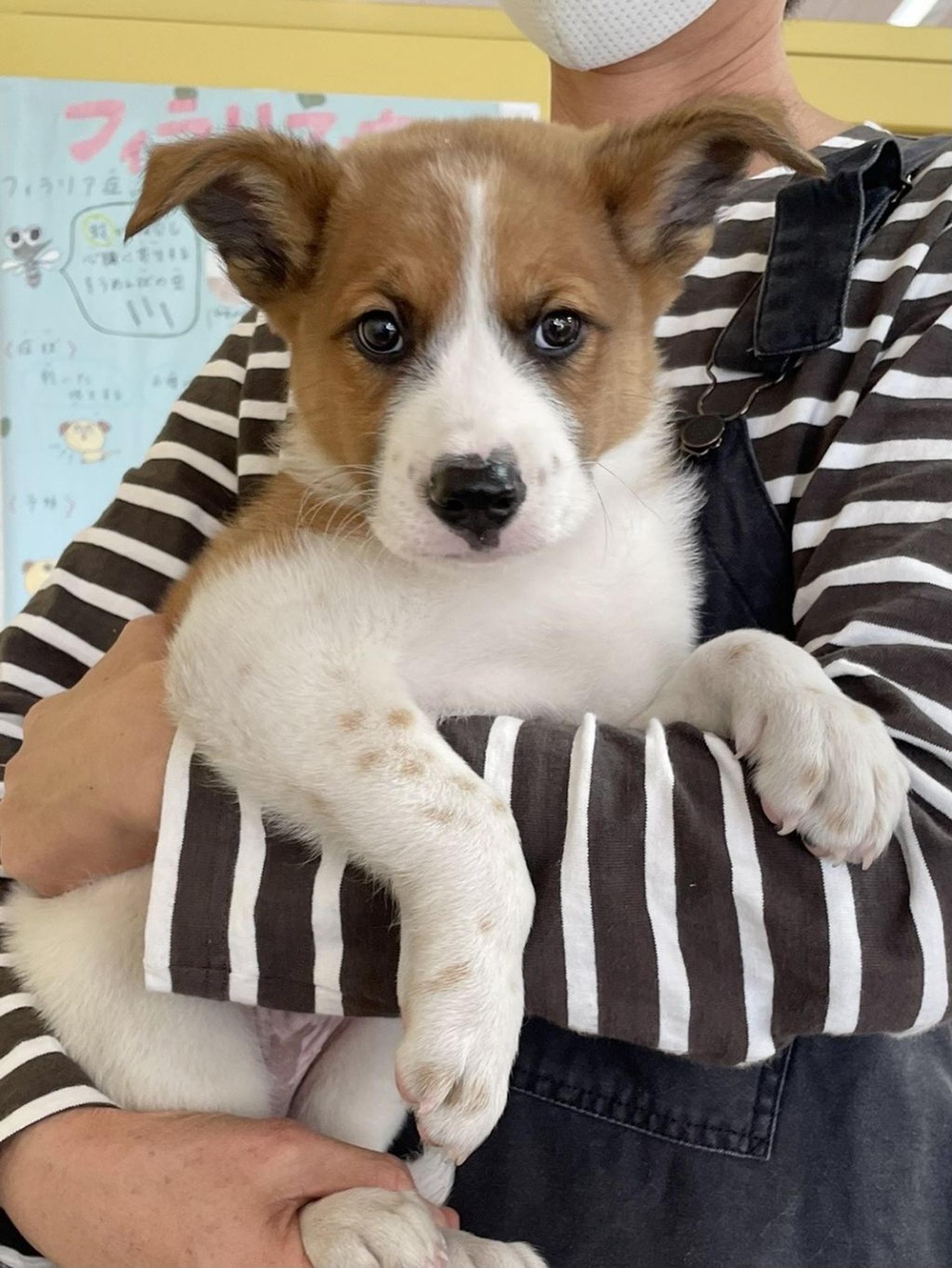 pet-image-3