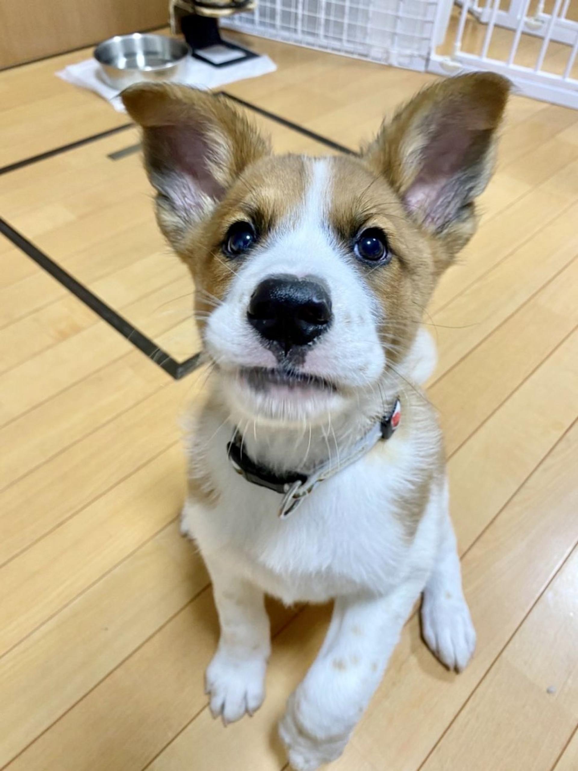 pet-image-8
