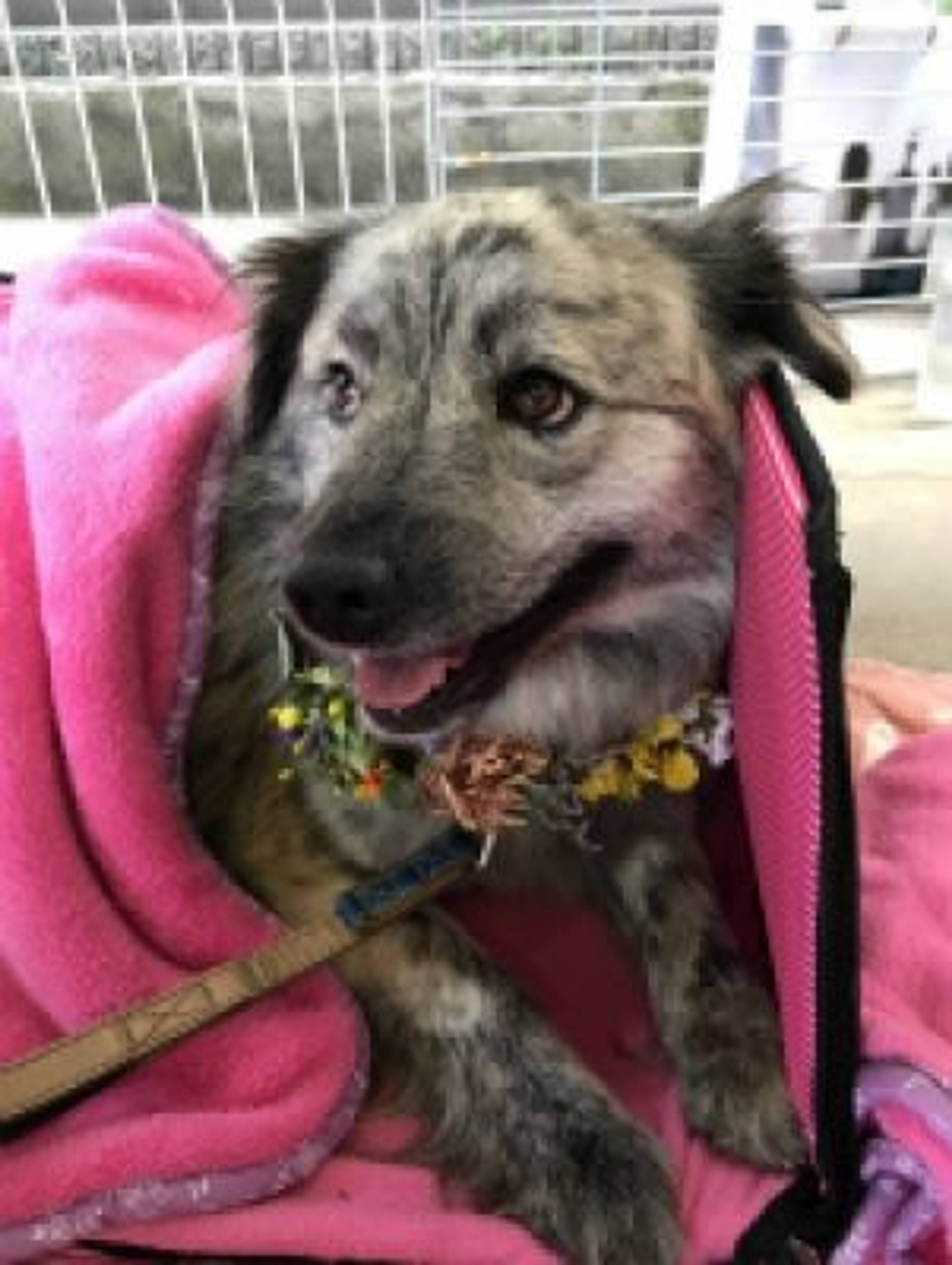 雑種（ミックス犬）・メスの里親募集の写真
