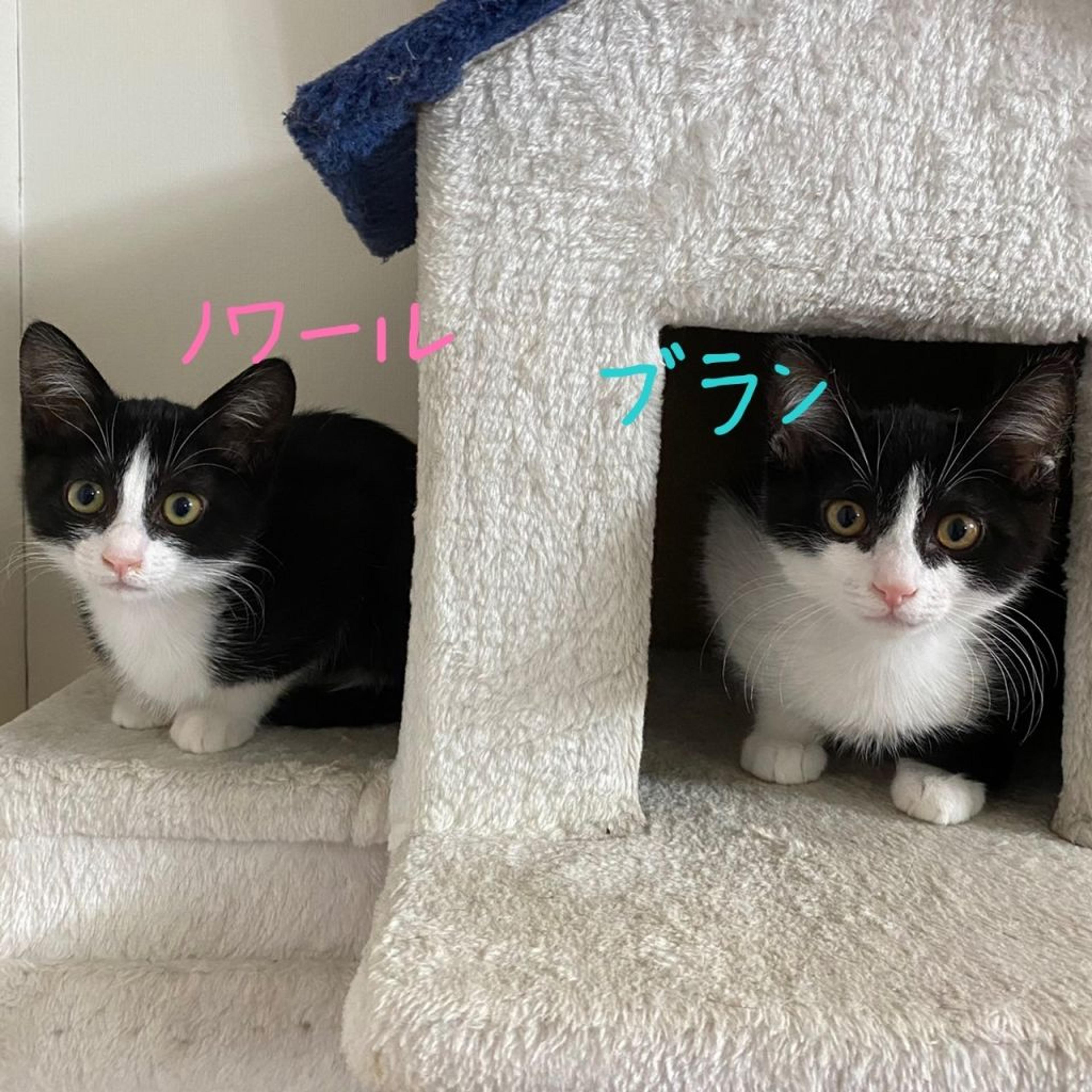 pet-image-2