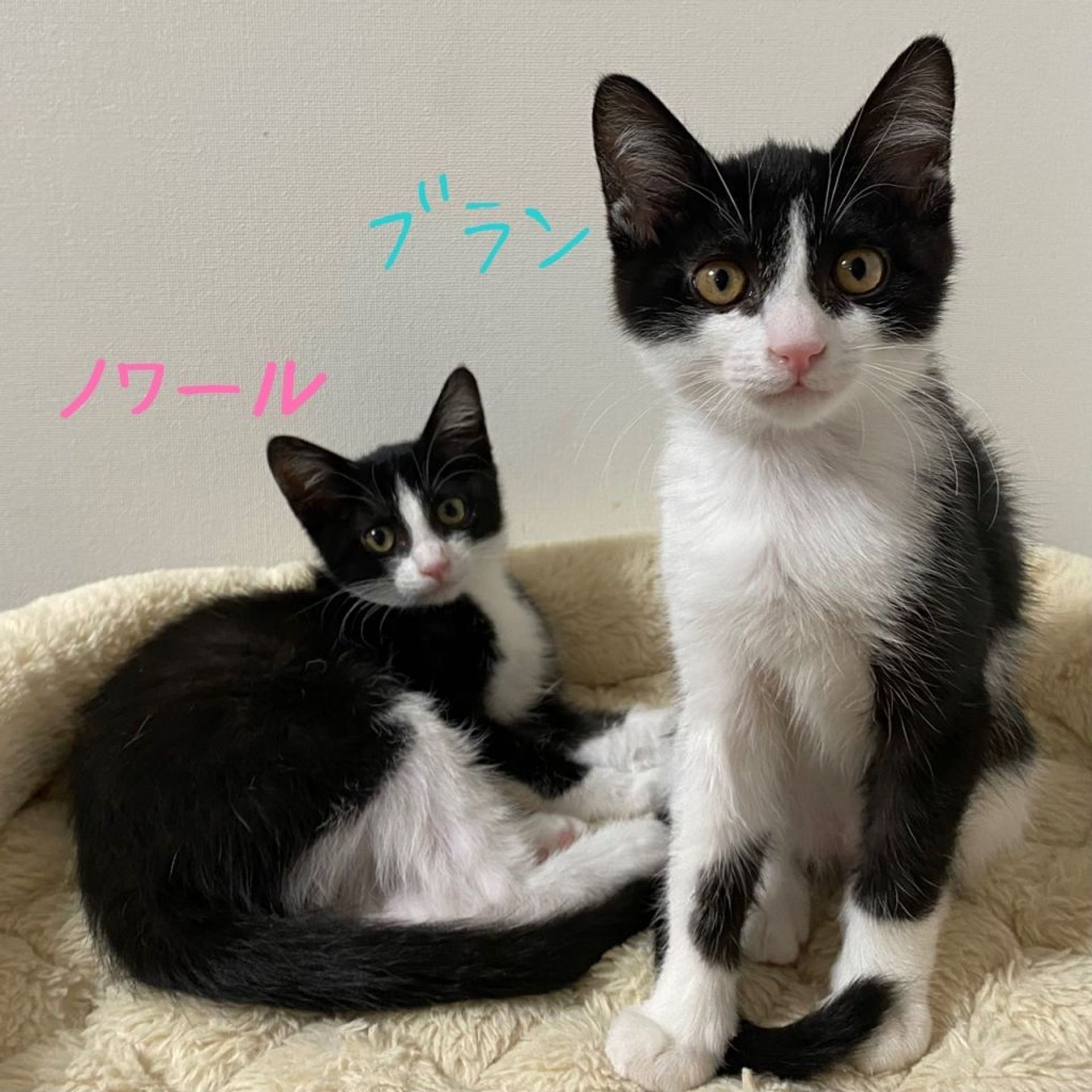 雑種（ミックス猫）・メスの里親募集の写真
