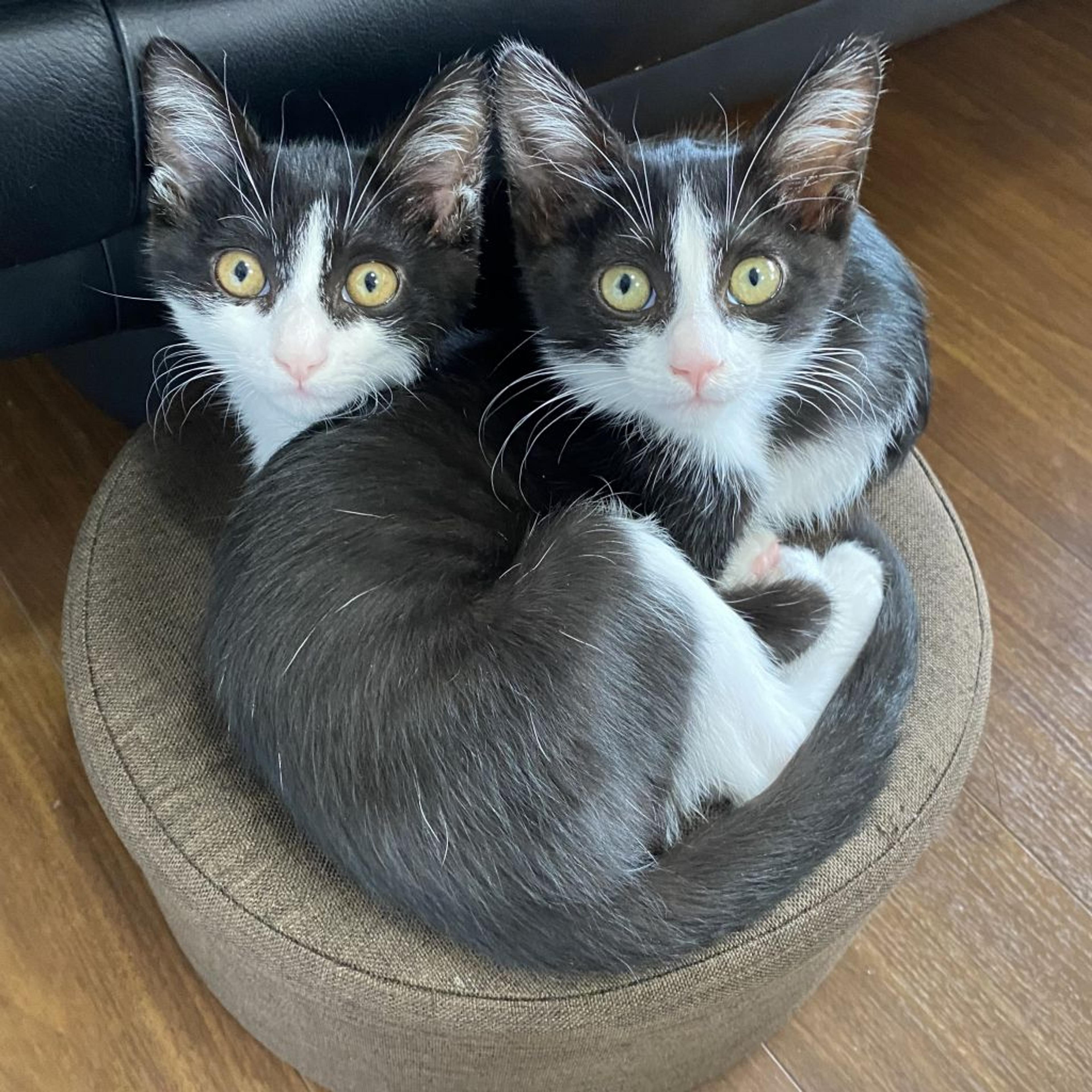 pet-image-6