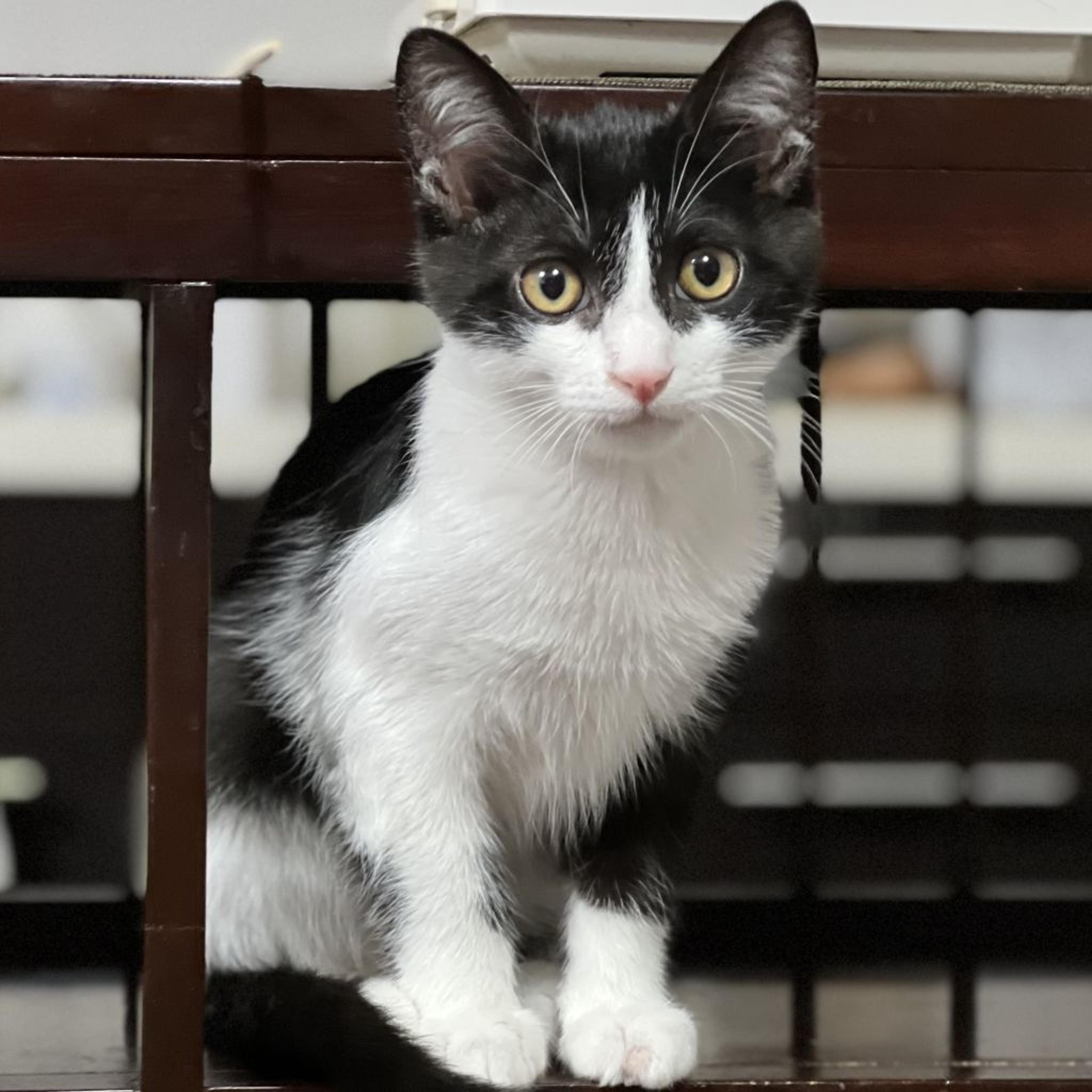 pet-image-9