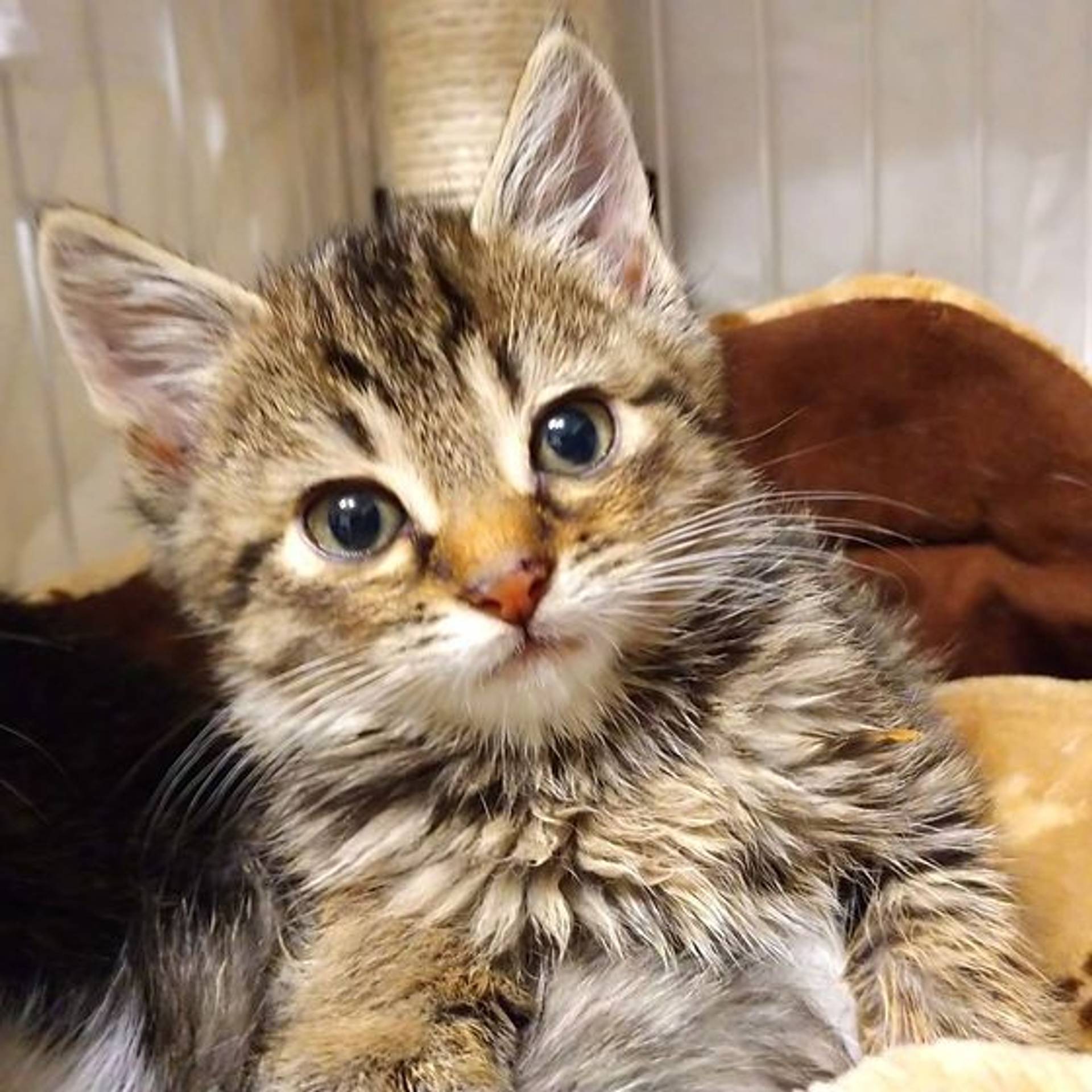 雑種（ミックス猫）・オスの里親募集の写真