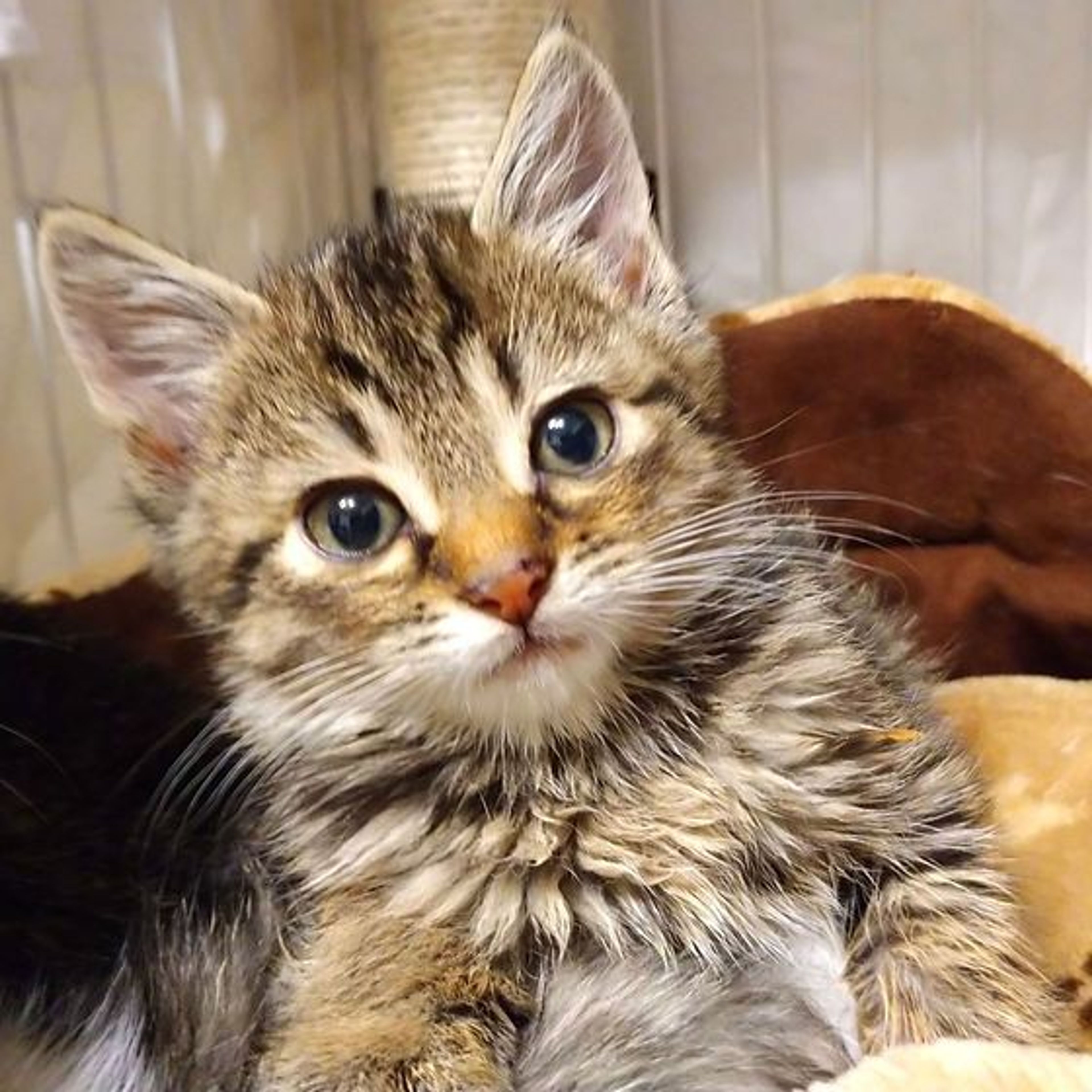 雑種（ミックス猫）・オスの里親募集の写真