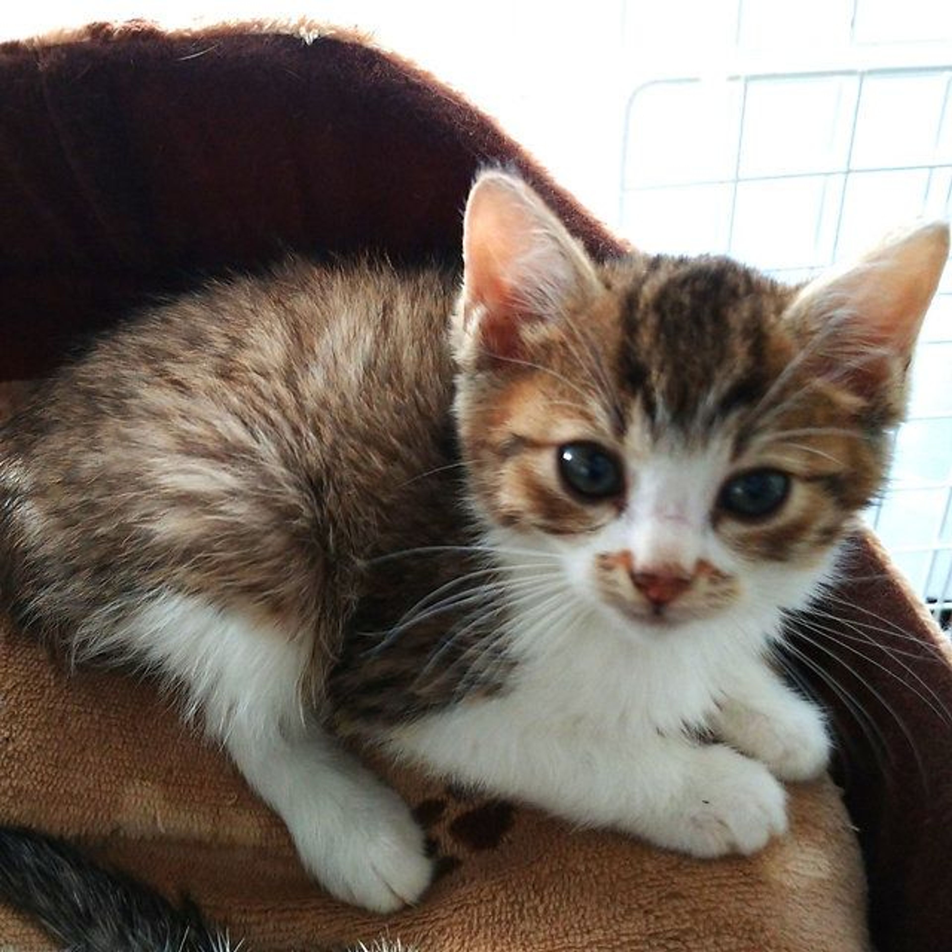 pet-image-2