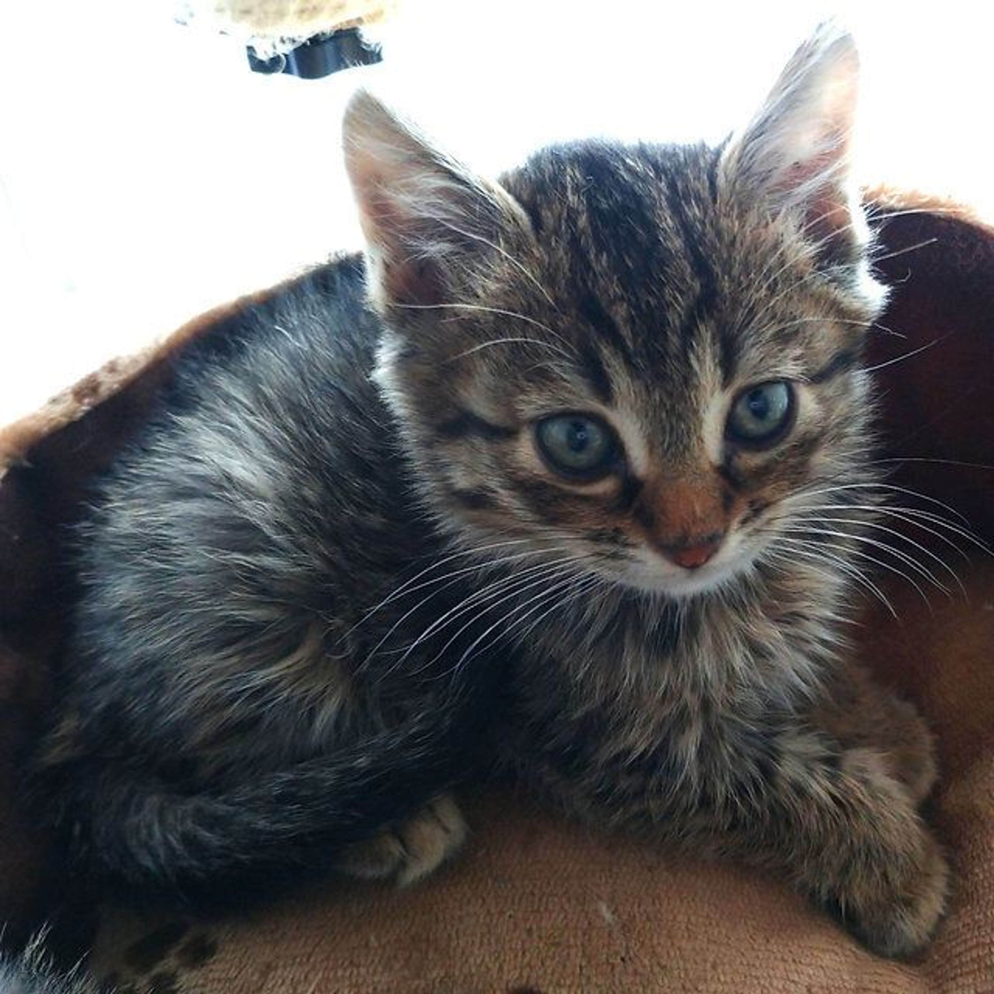 pet-image-4