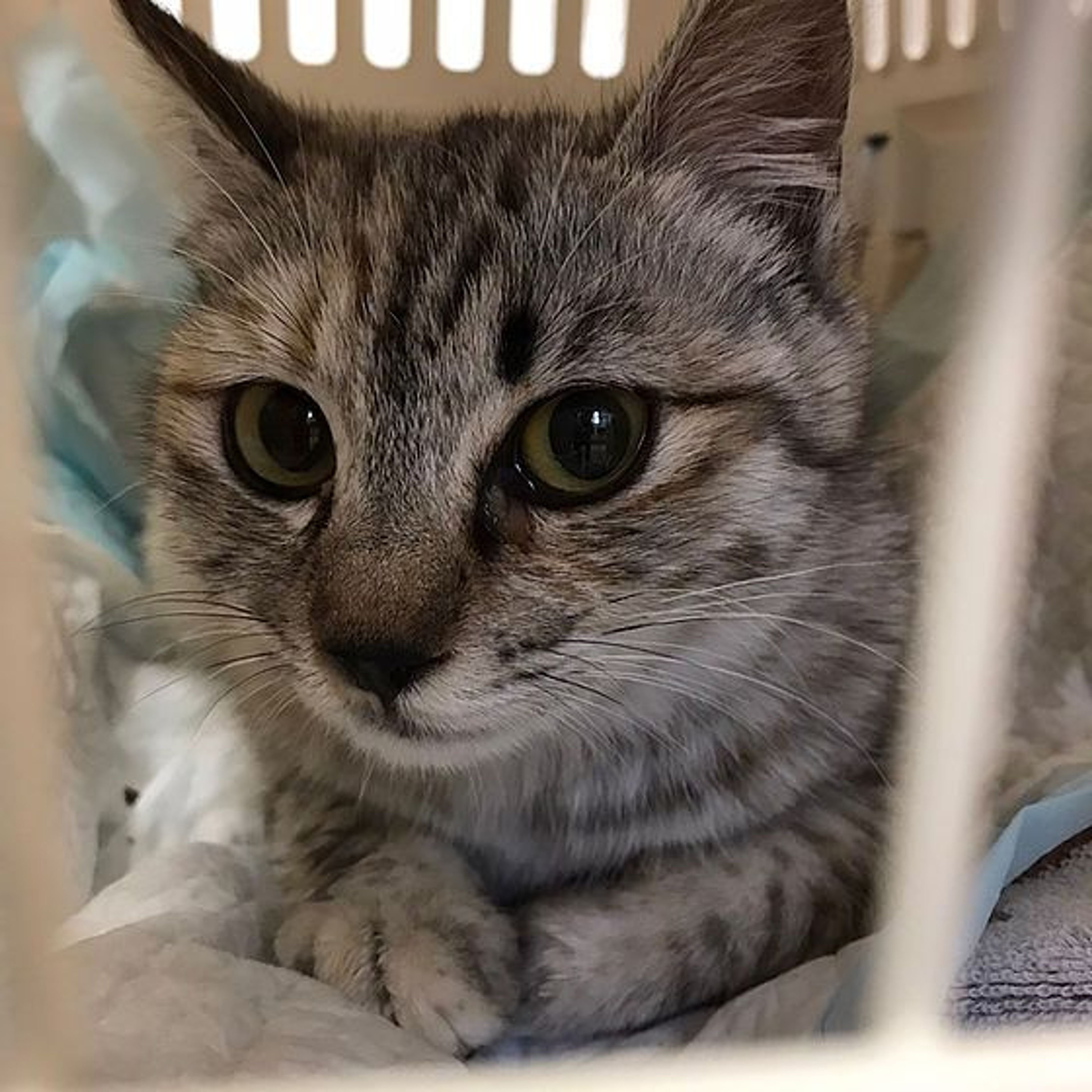 雑種（ミックス猫）・メスの里親募集の写真