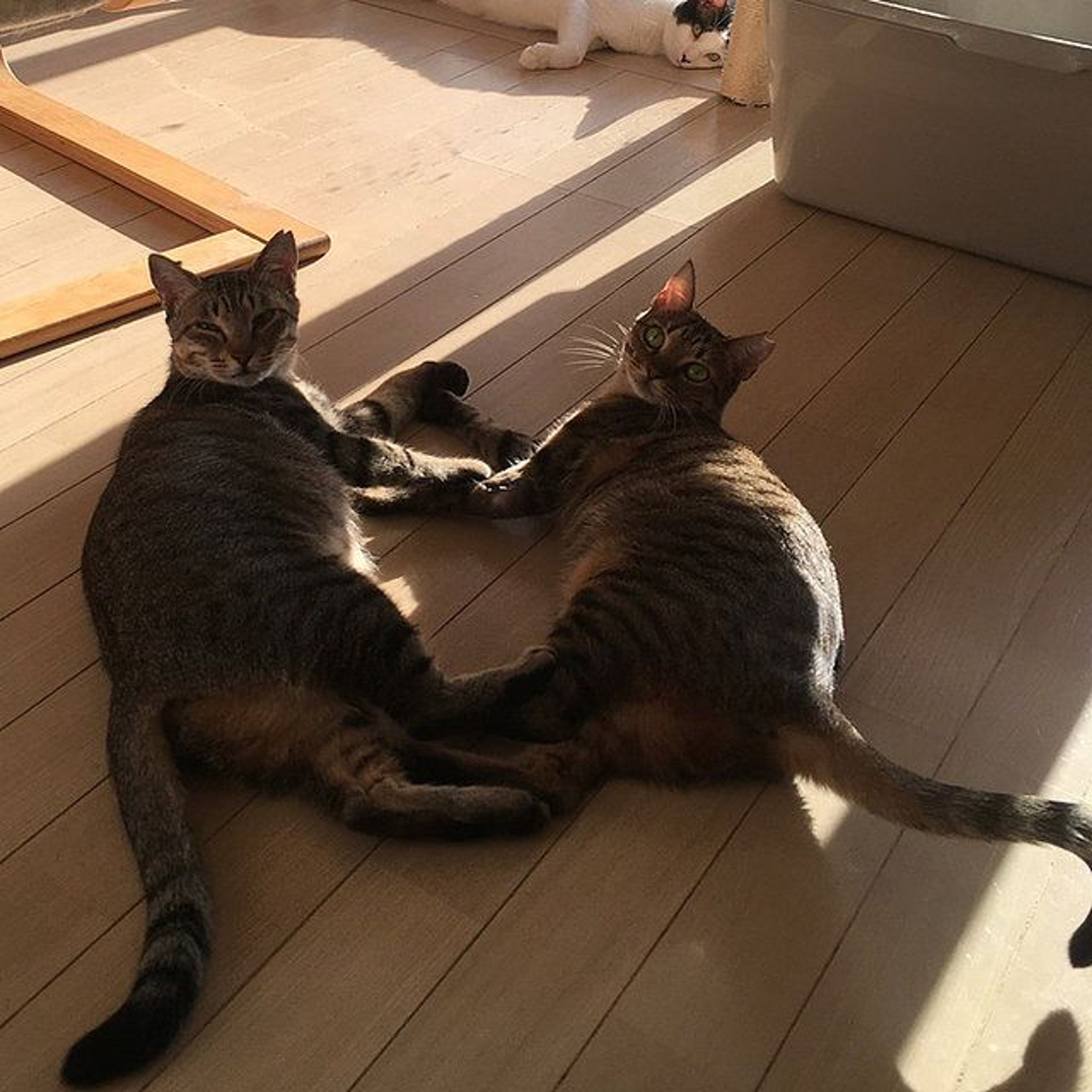 pet-image-4