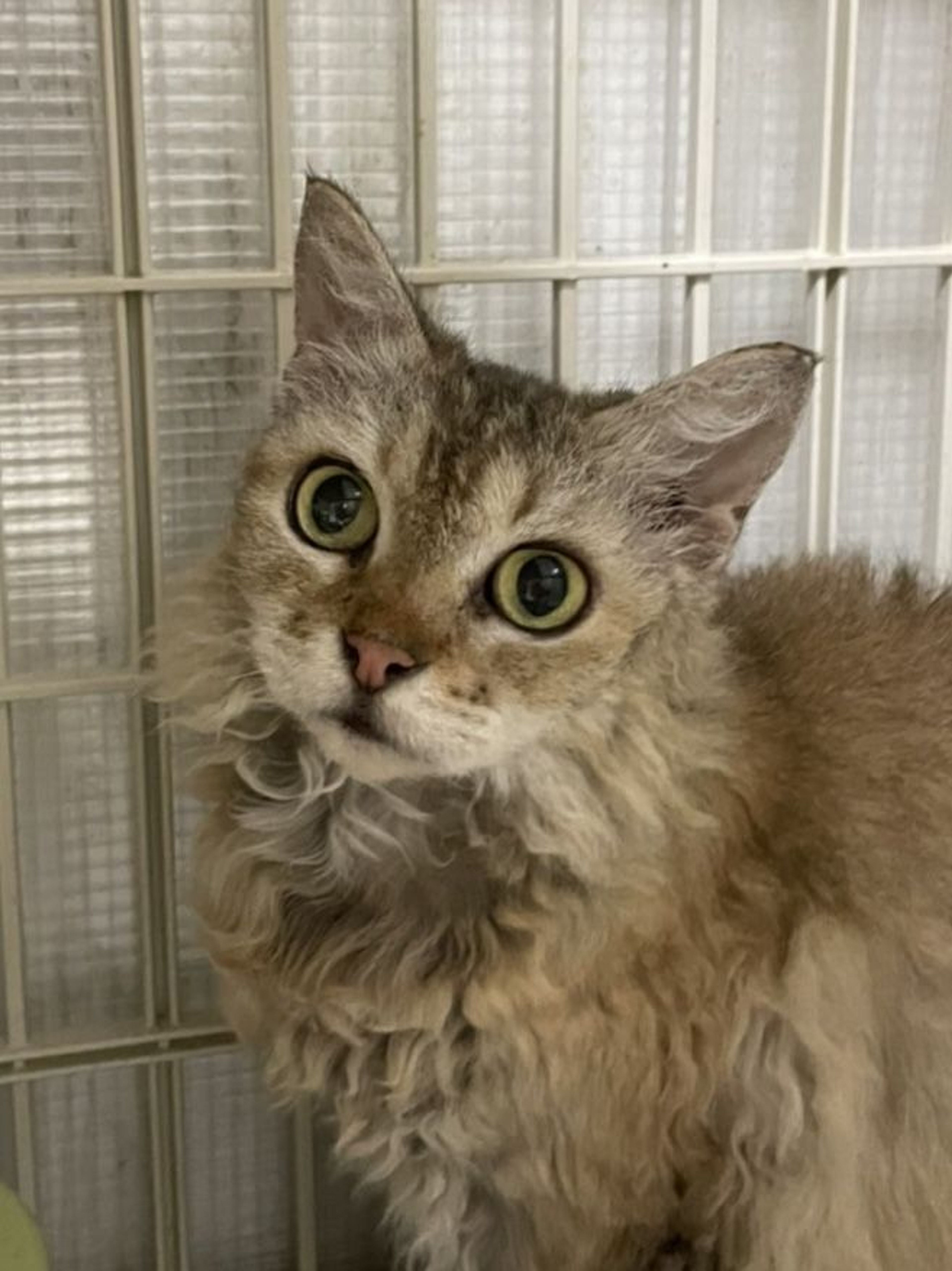 雑種（ミックス猫）・メスの里親募集の写真