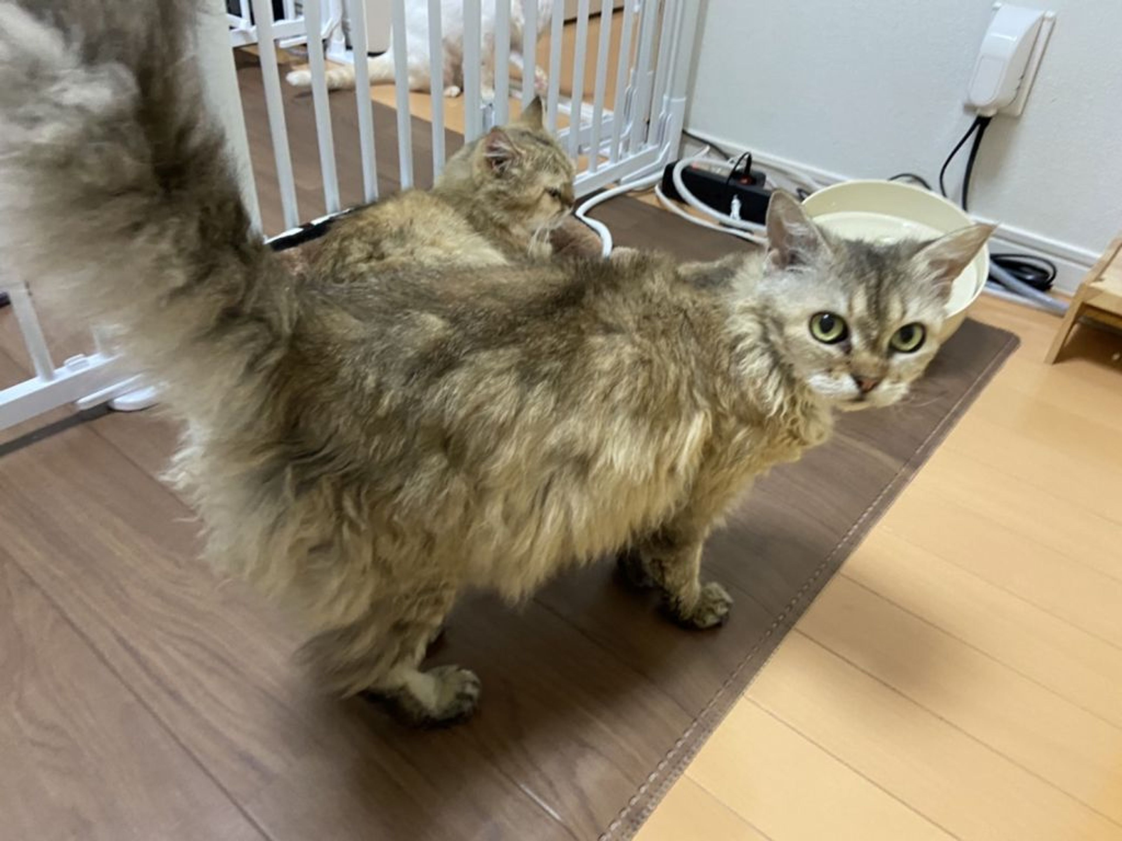 pet-image-4