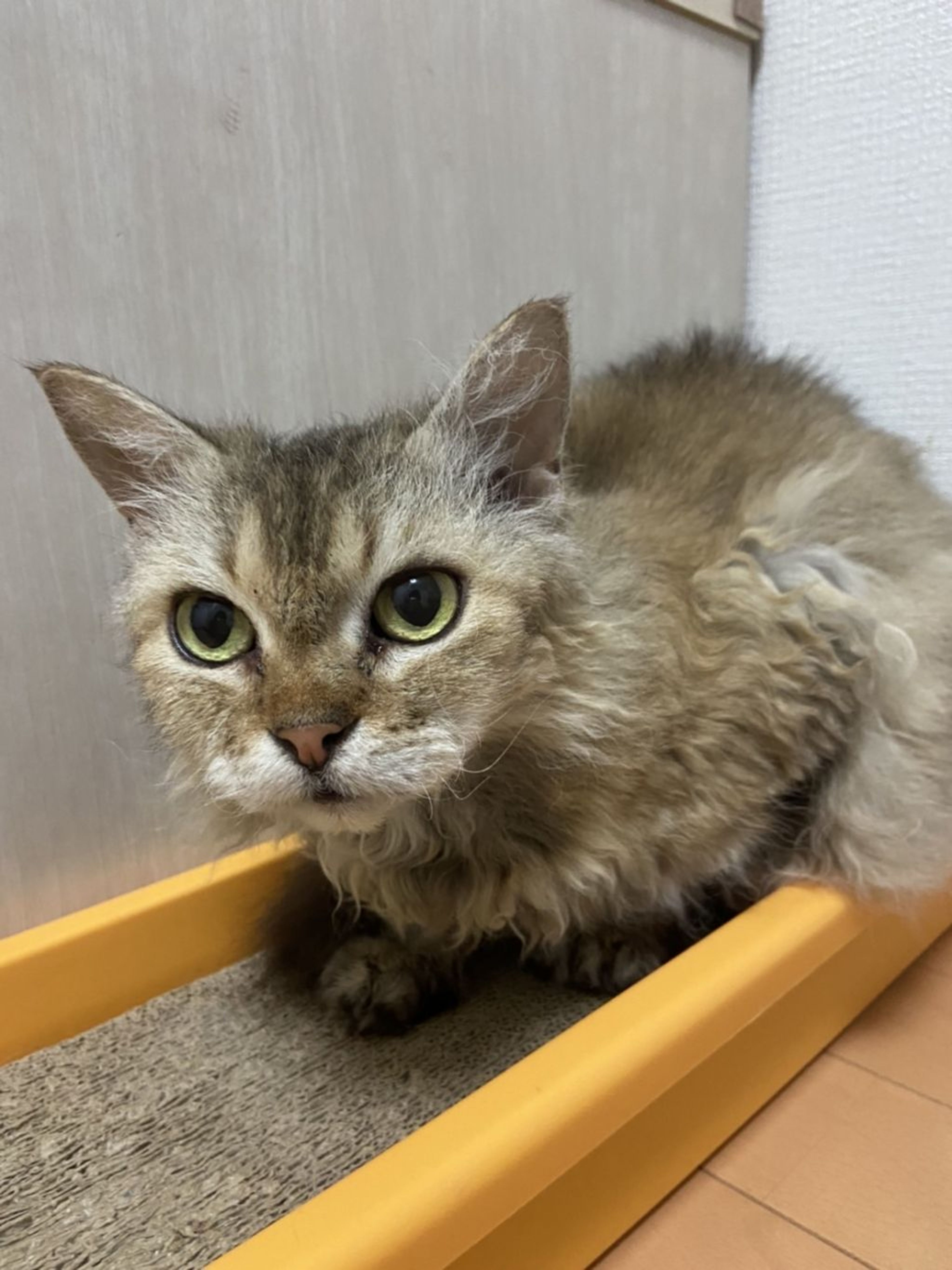 pet-image-3