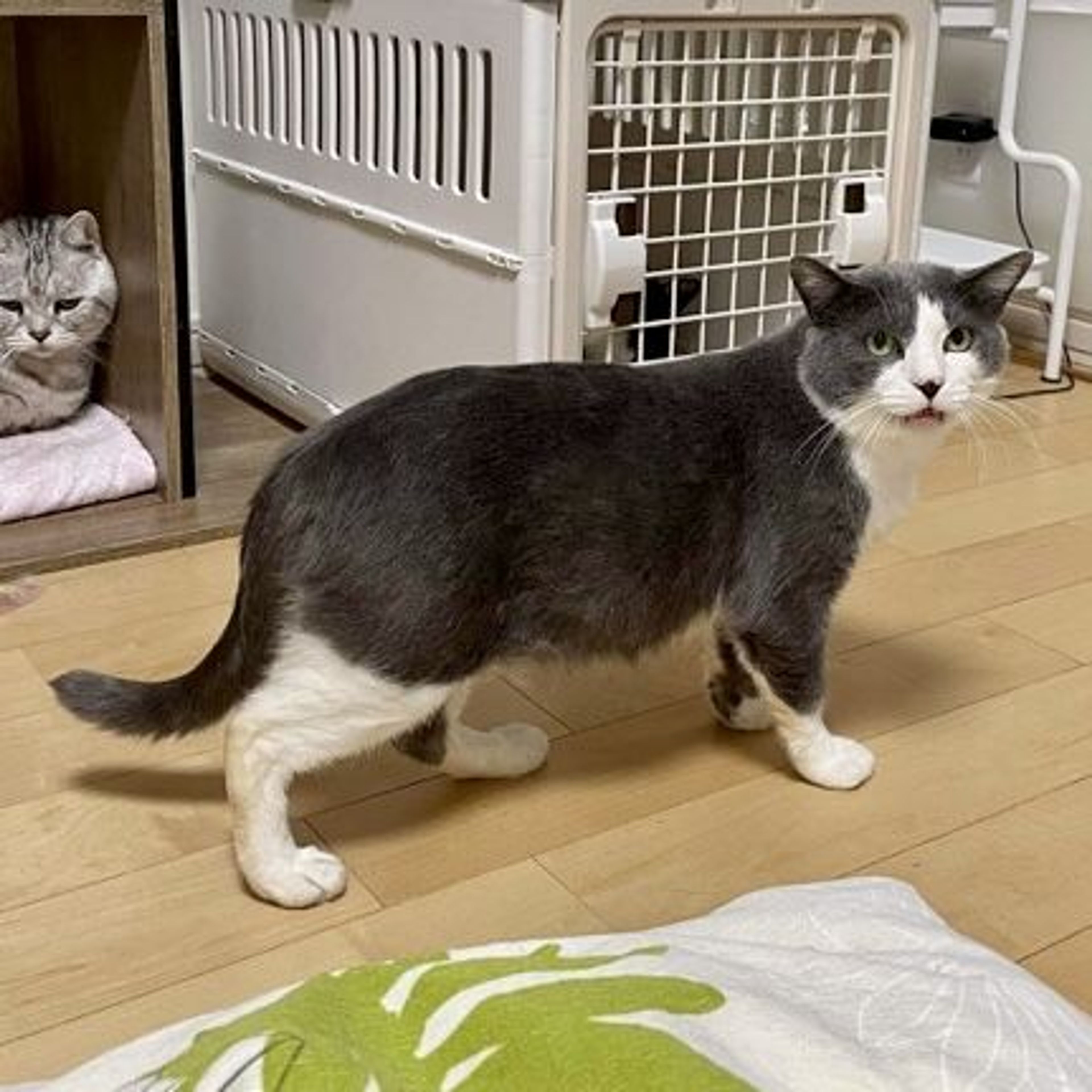 雑種（ミックス猫）・オスの里親募集の写真