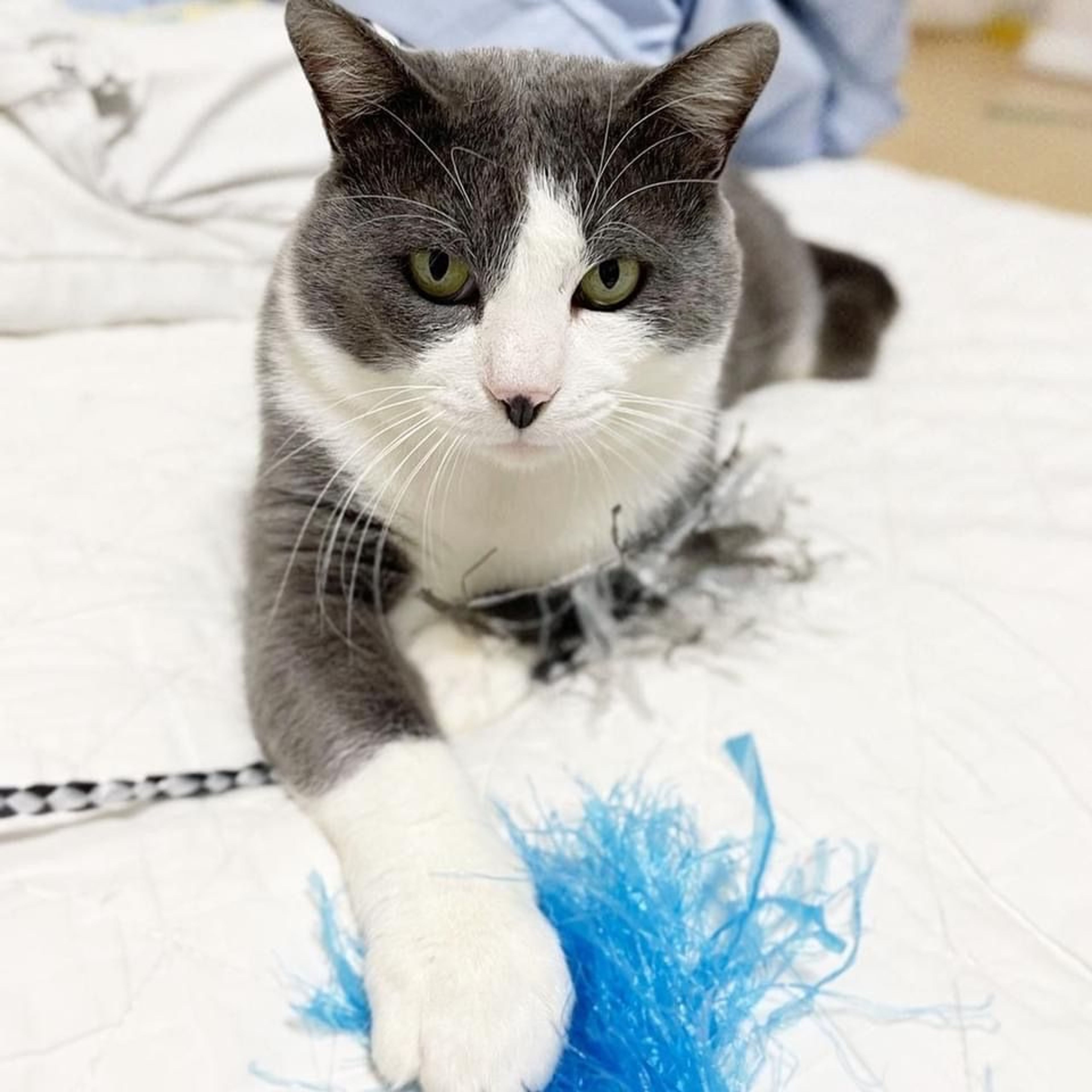 pet-image-3