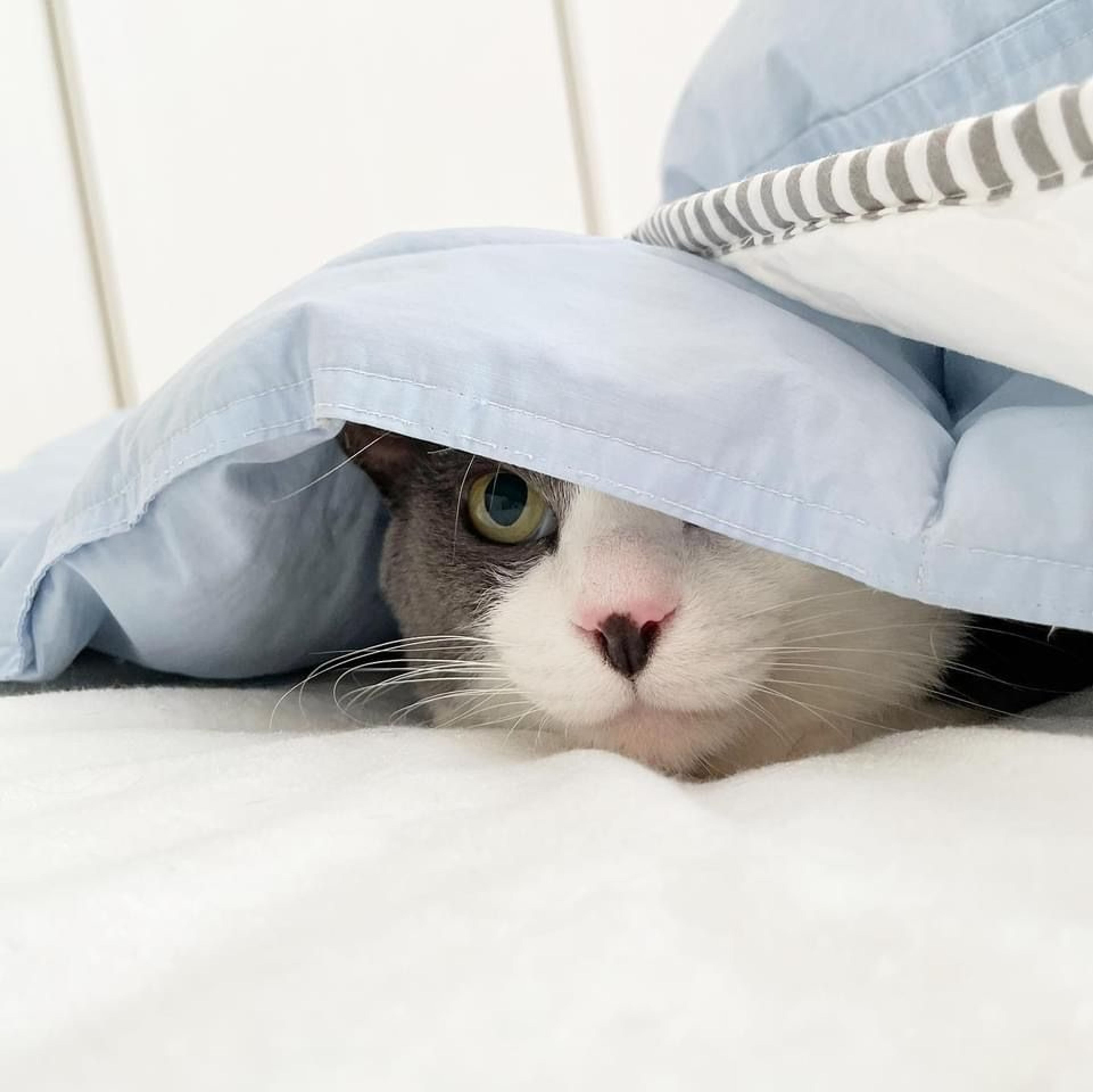 pet-image-4