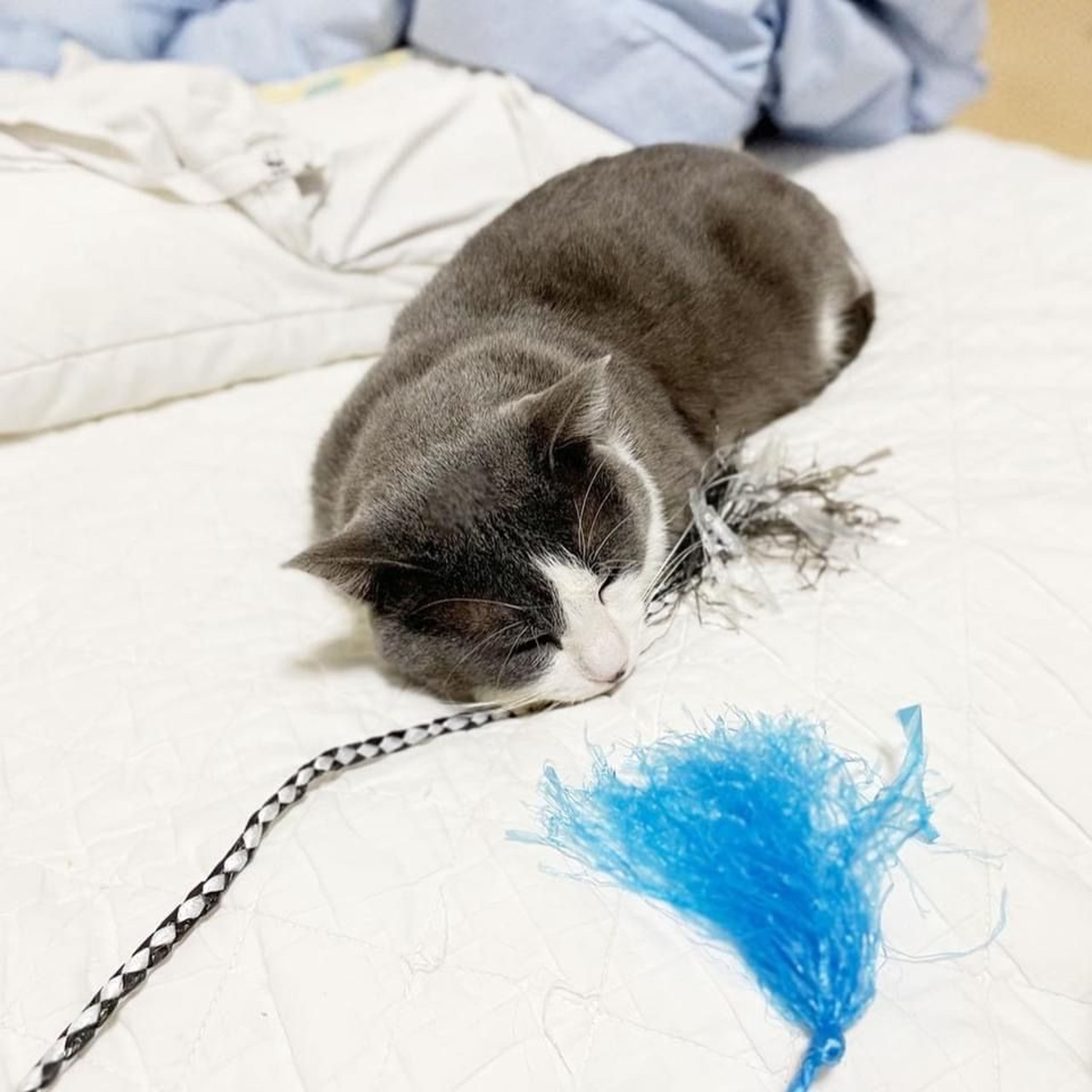 pet-image-6