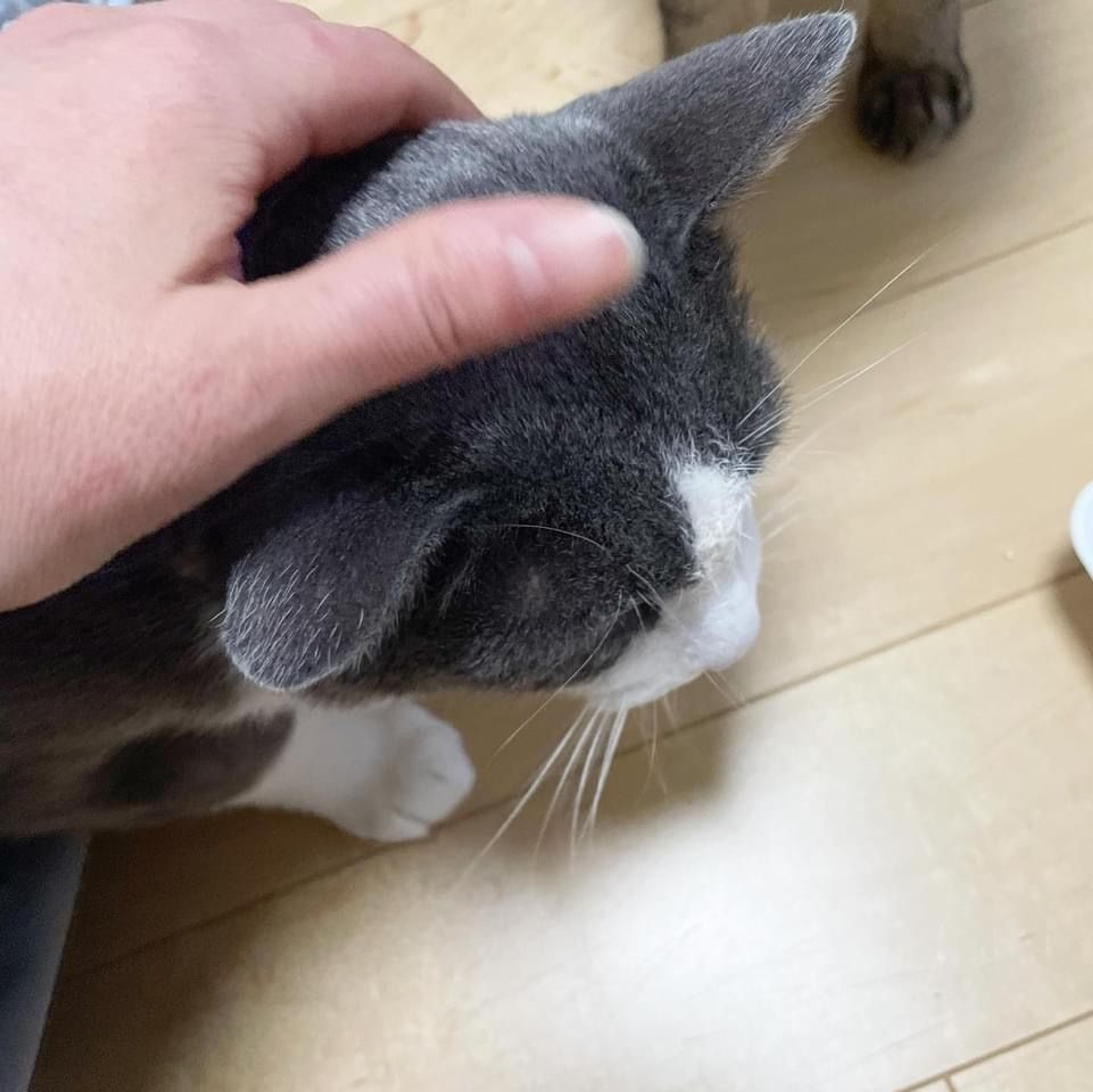 pet-image-7