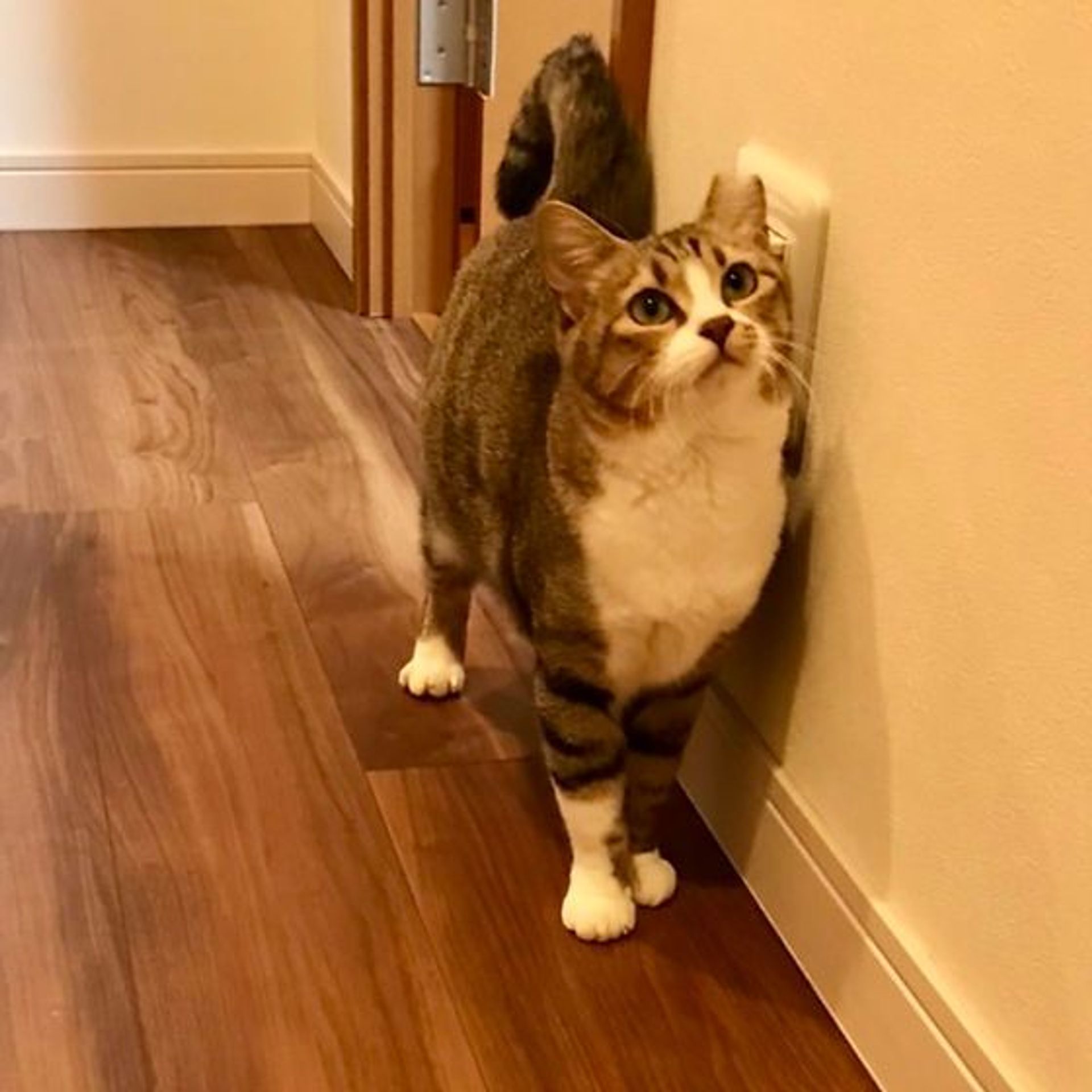雑種（ミックス猫）・メスの里親募集の写真