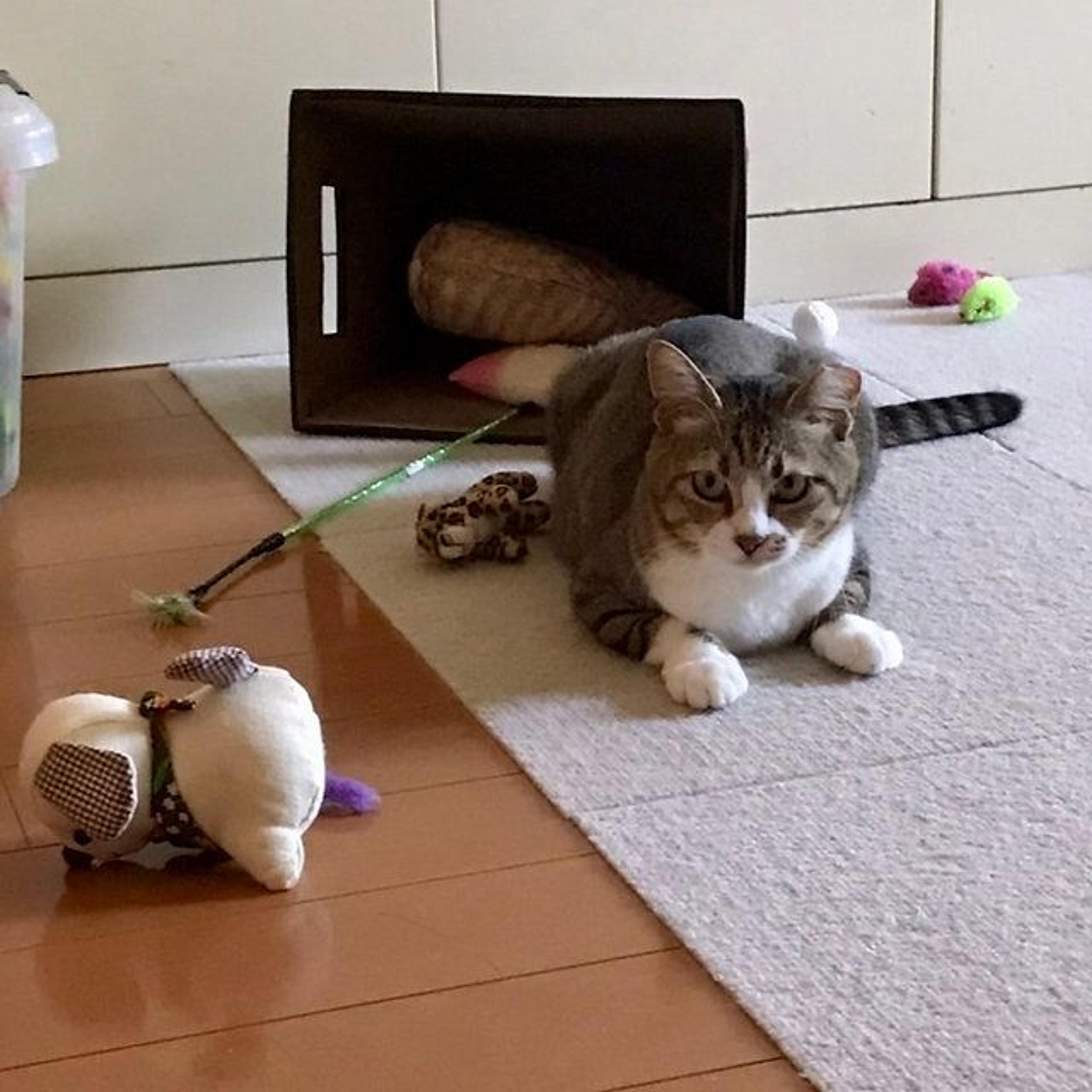 pet-image-4