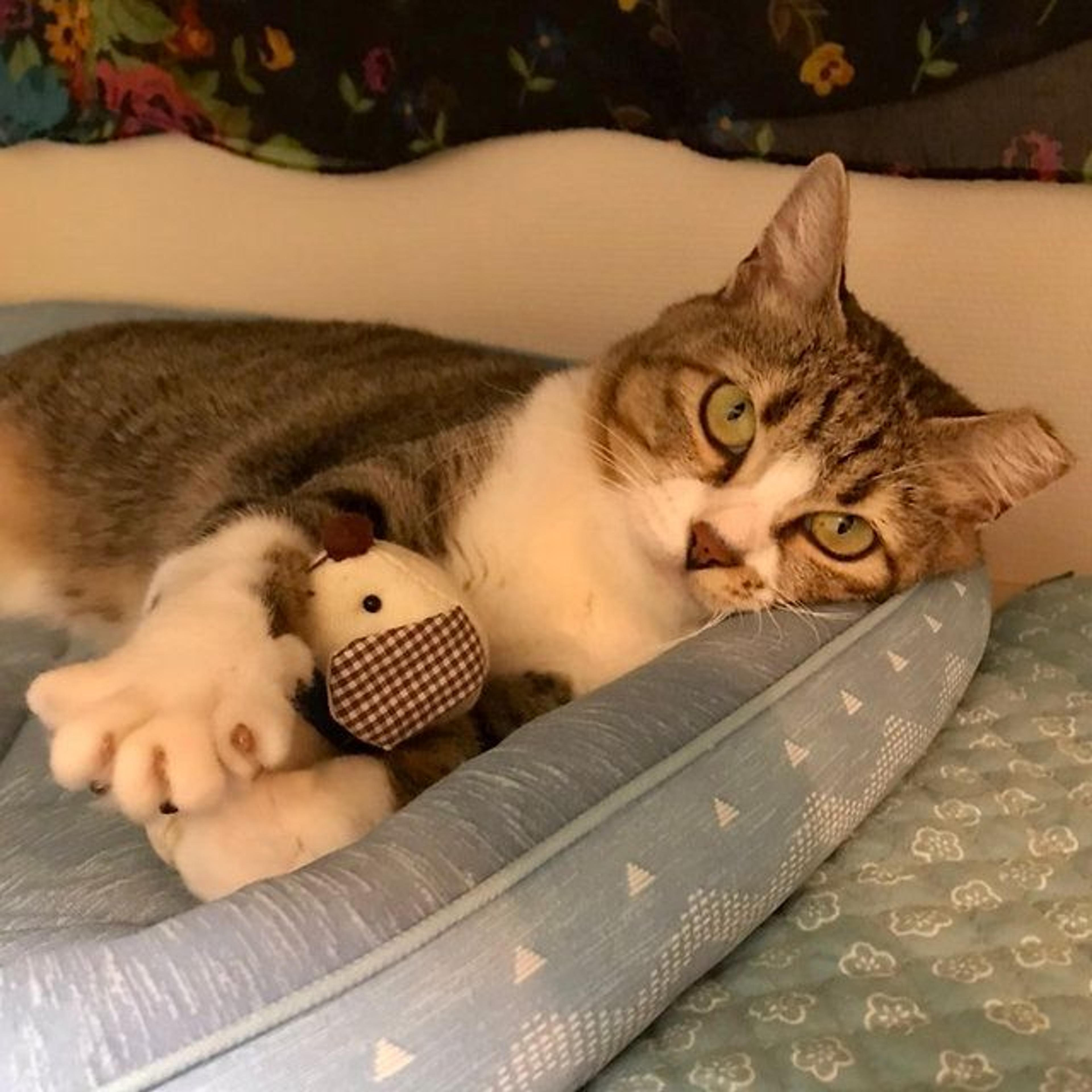 pet-image-6