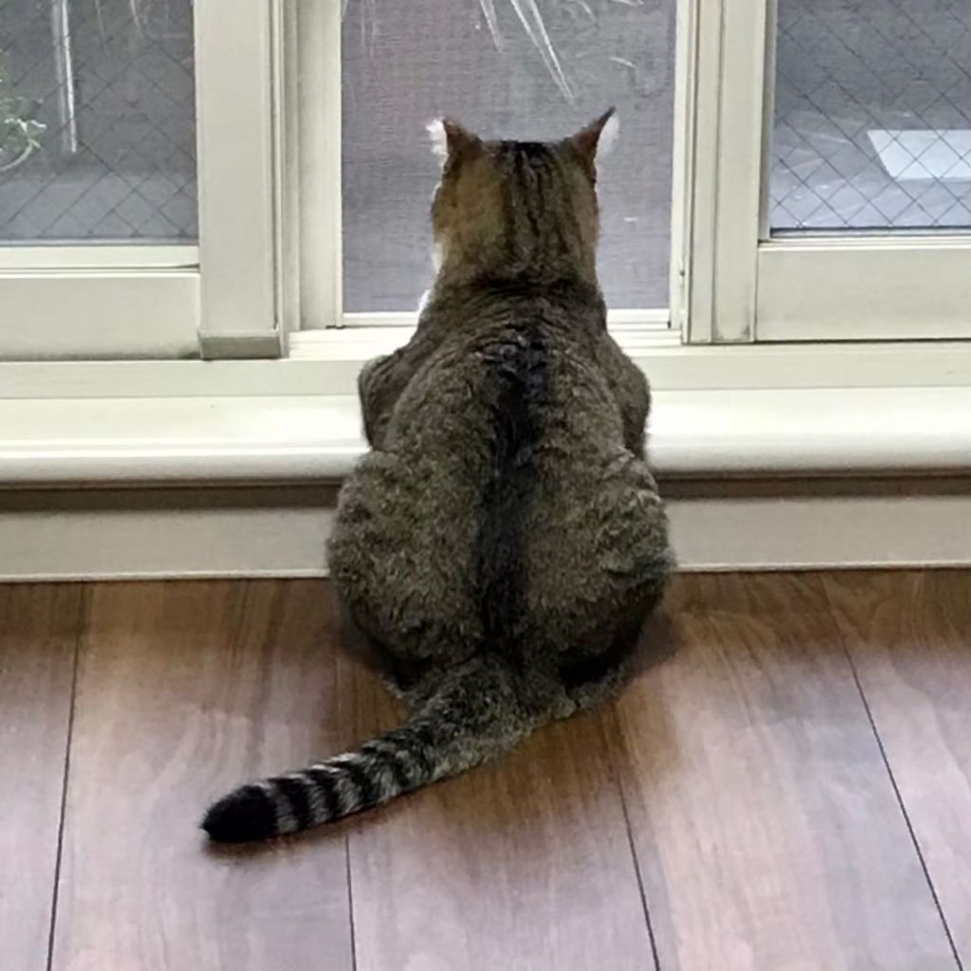 雑種（ミックス猫）・メスの里親募集の写真