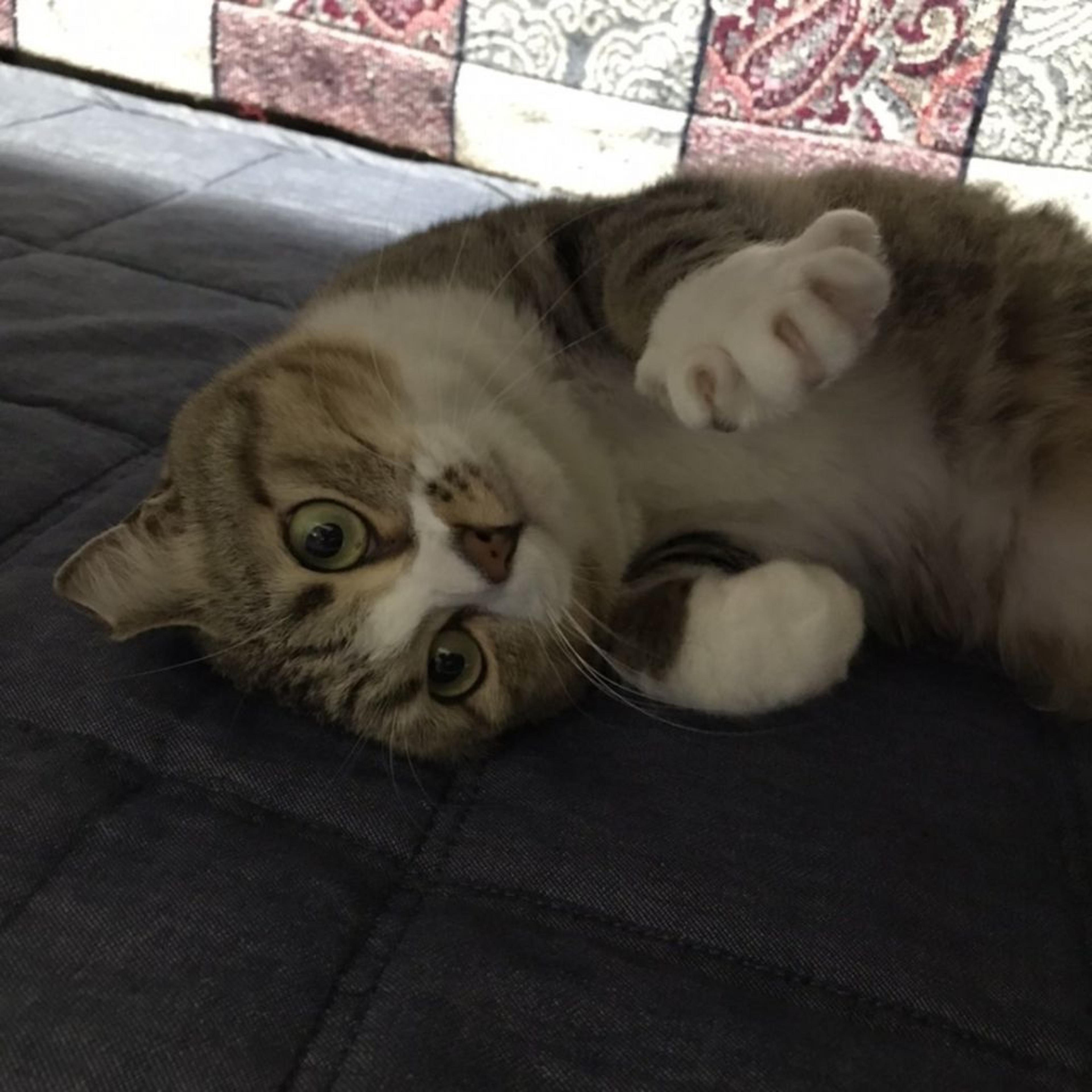 pet-image-5