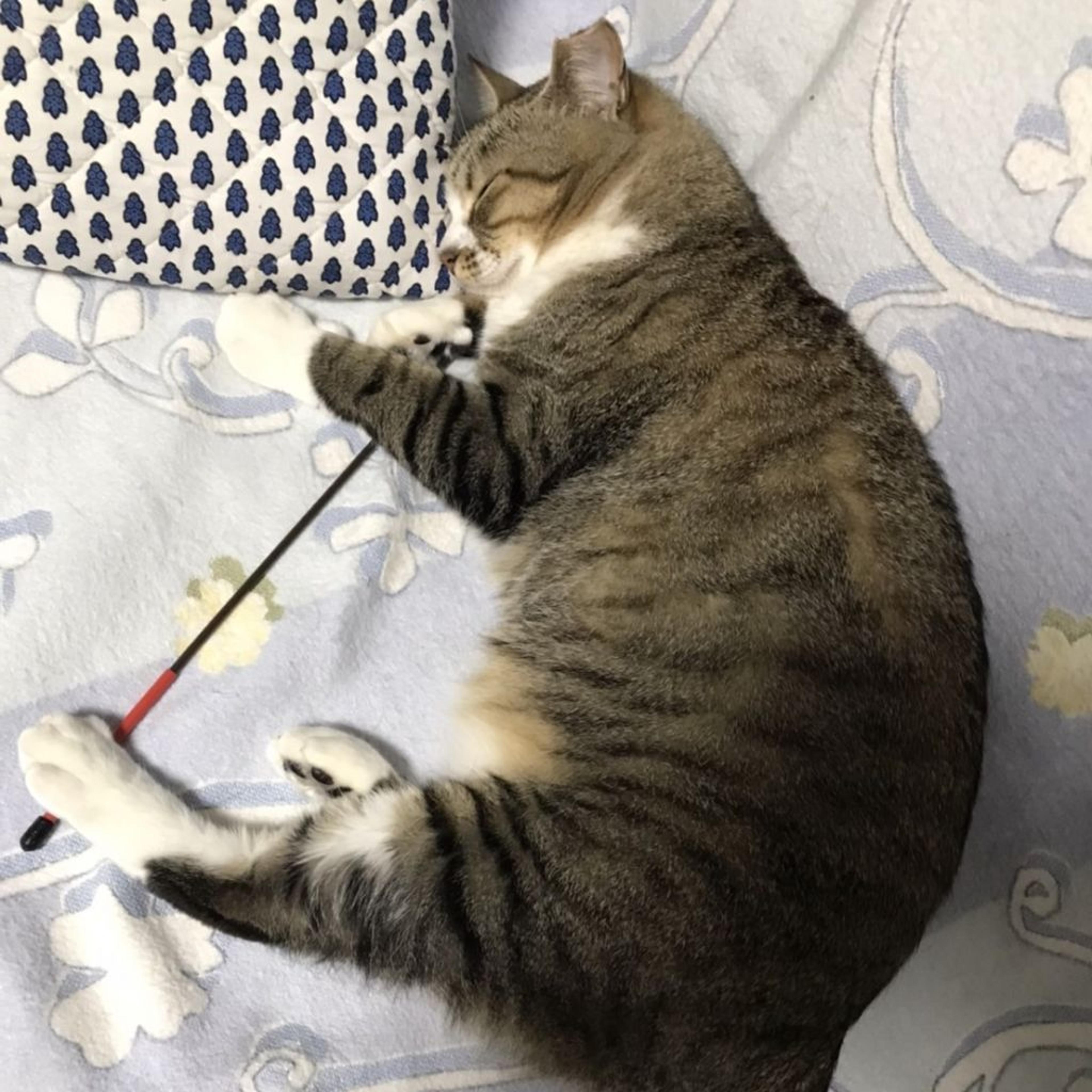 pet-image-8