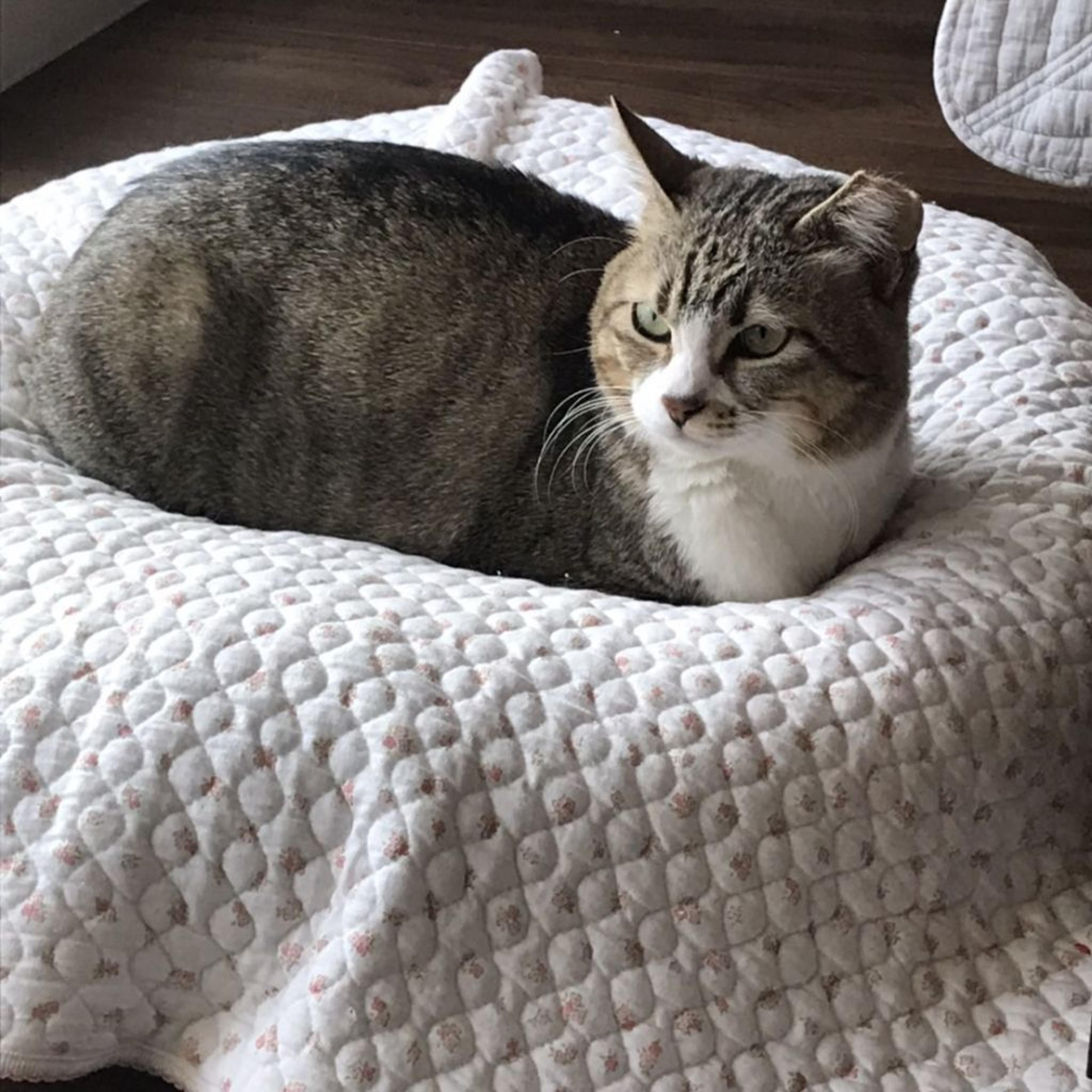 pet-image-9