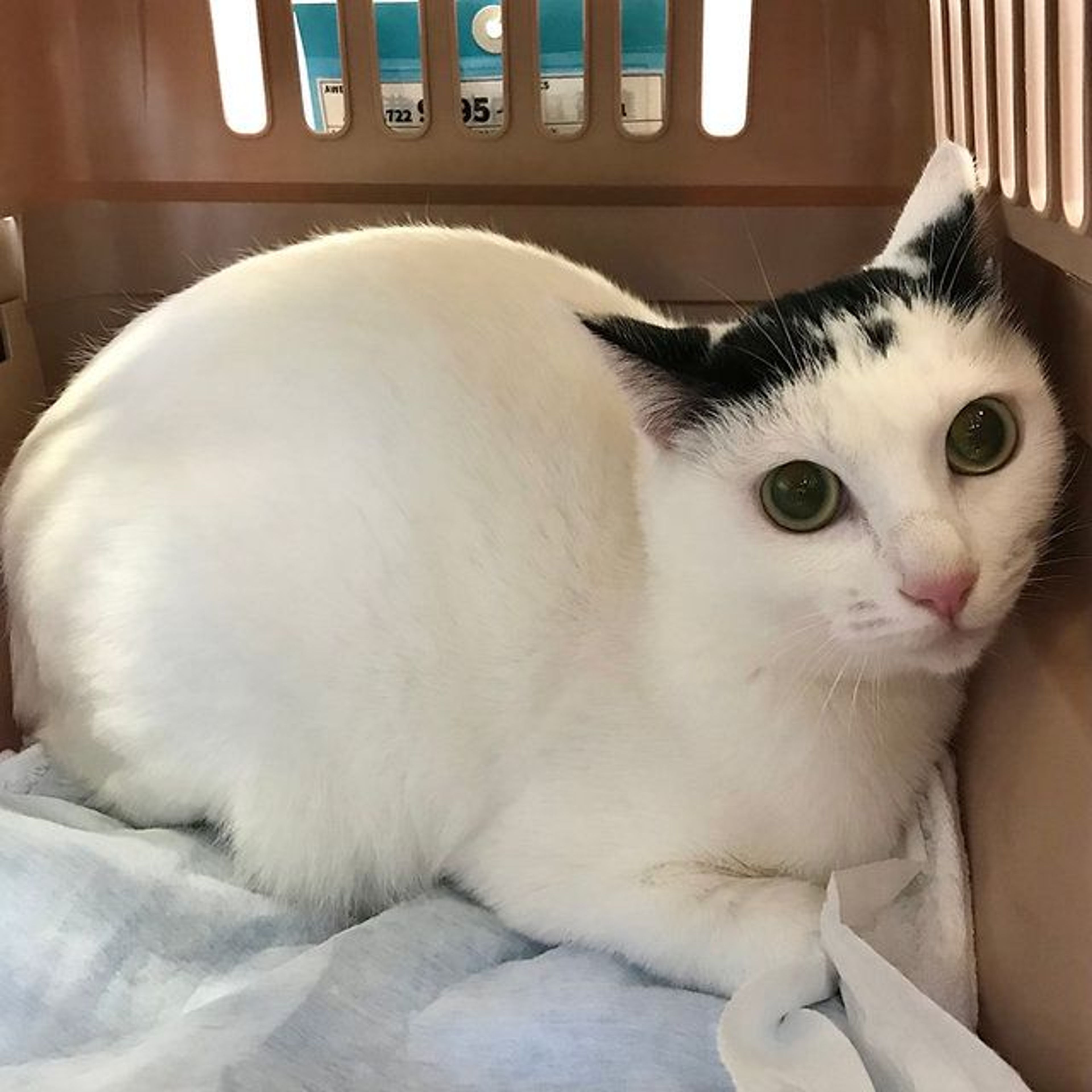 雑種（ミックス猫）・メスの里親募集の写真