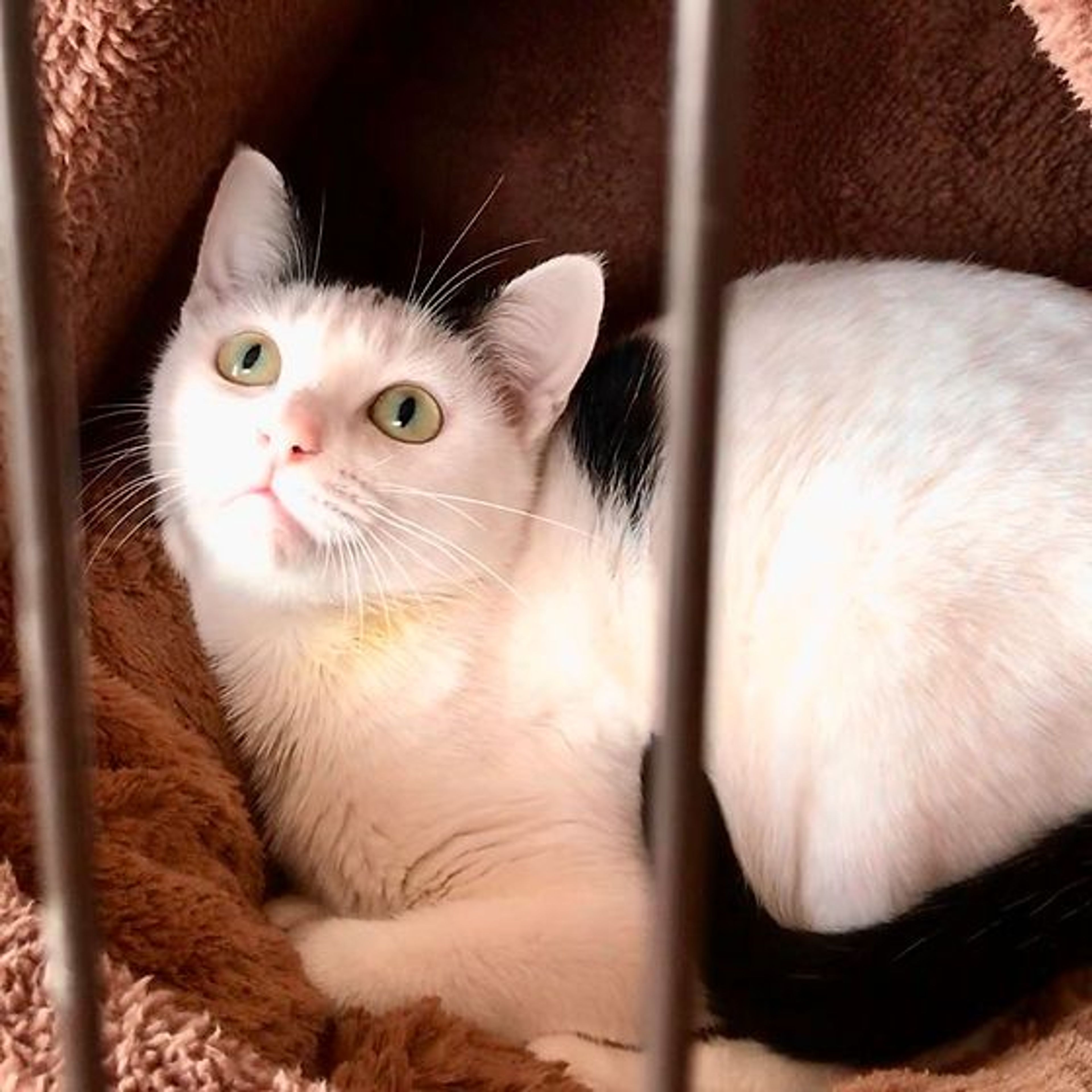pet-image-2