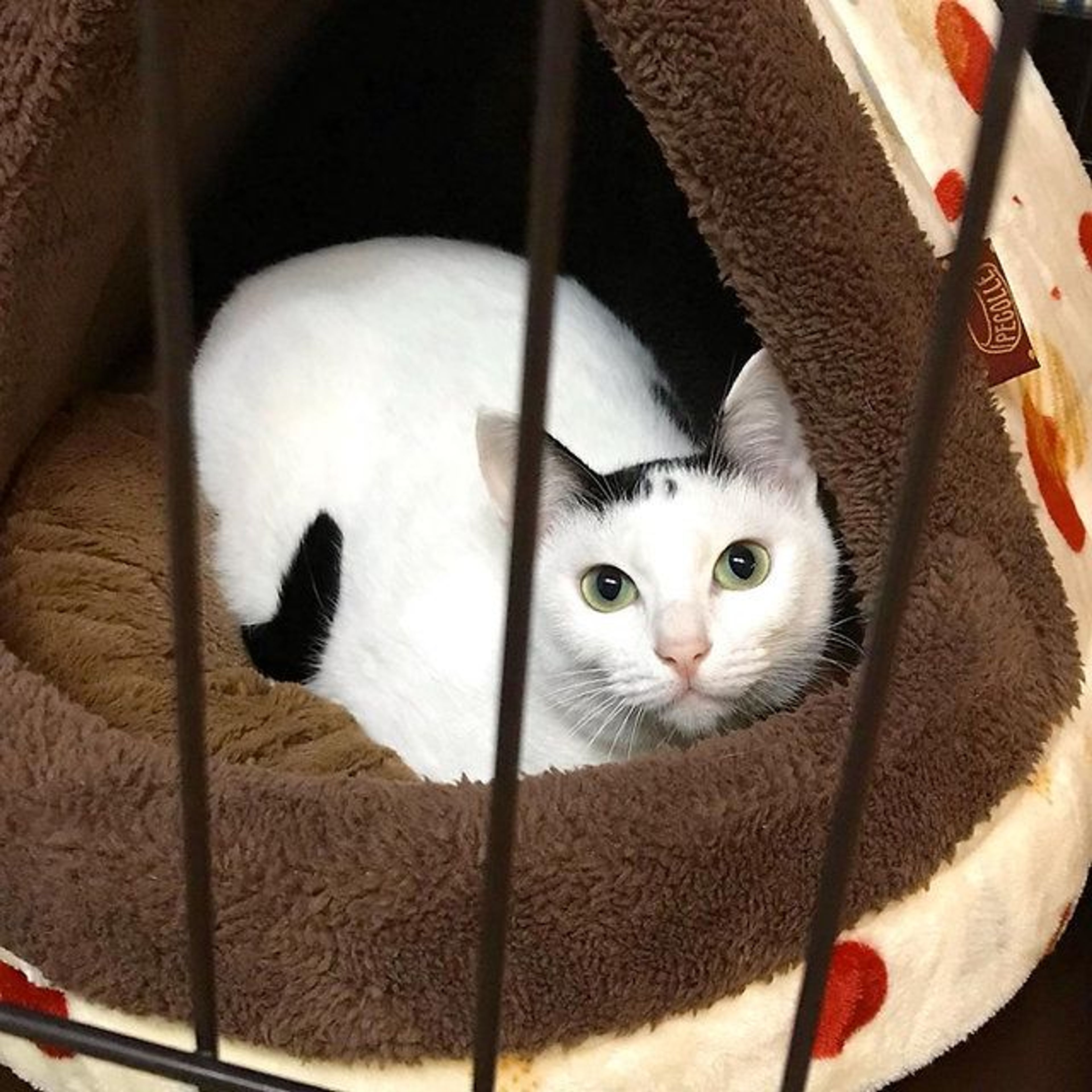 pet-image-3