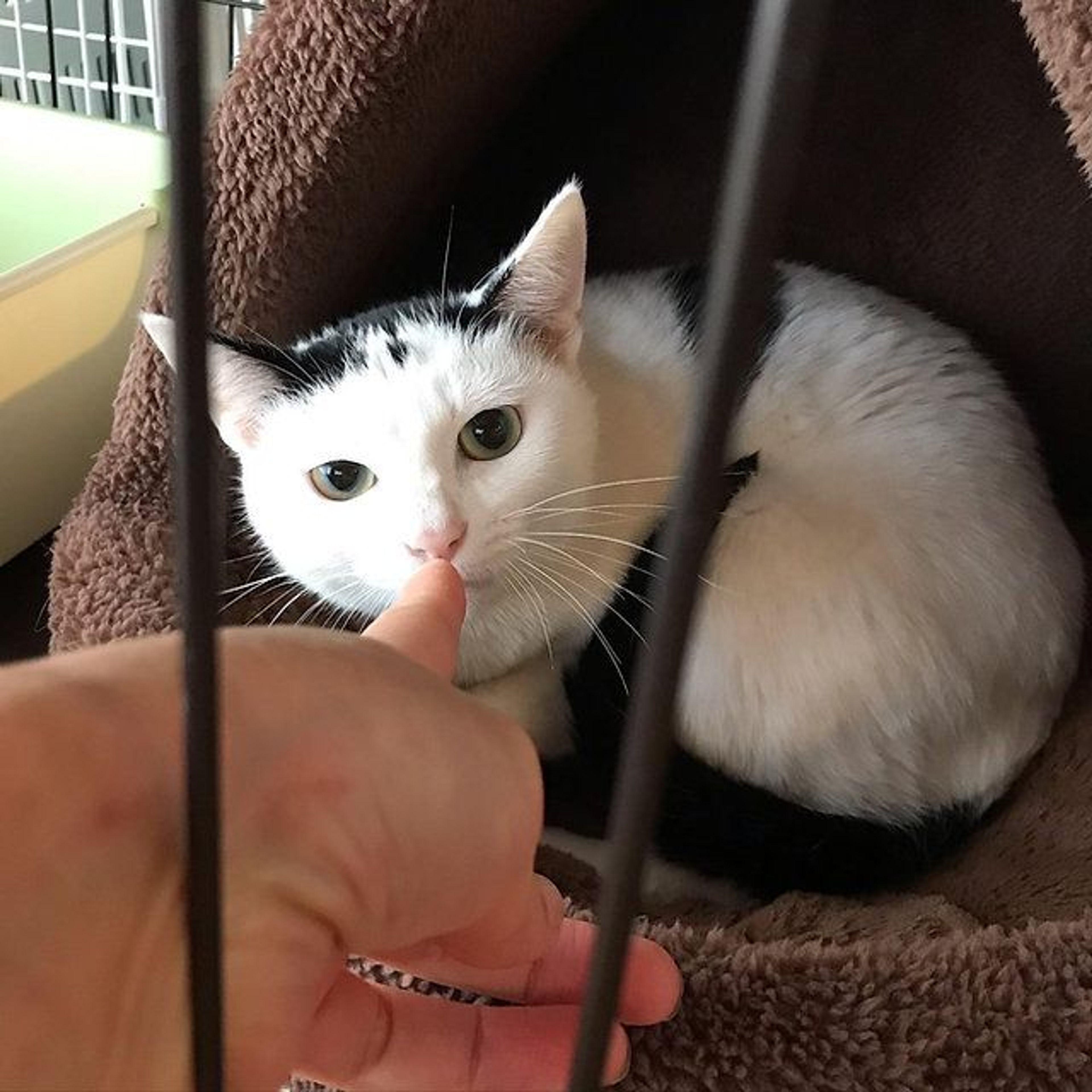 pet-image-4