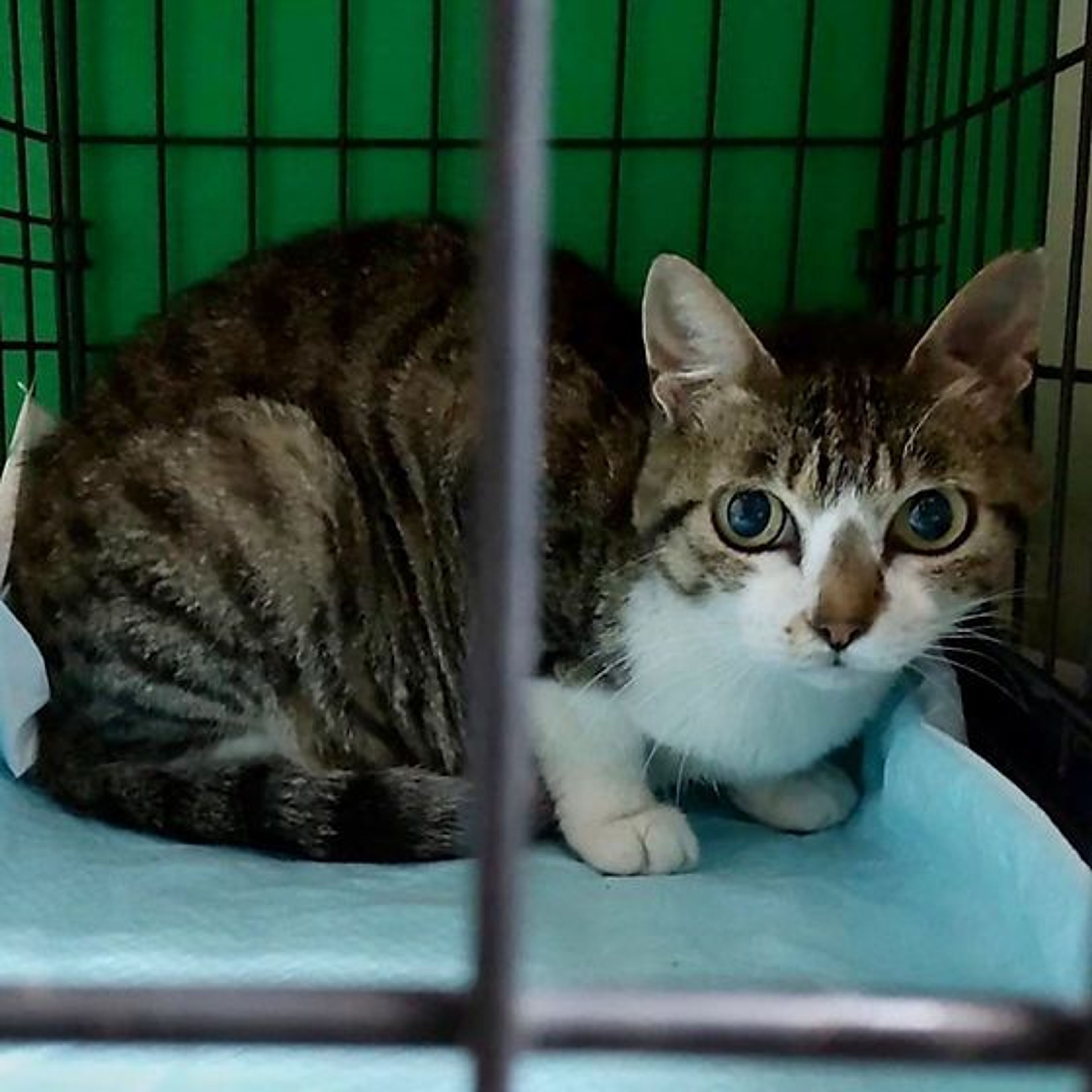 雑種（ミックス猫）・メスの里親募集の写真
