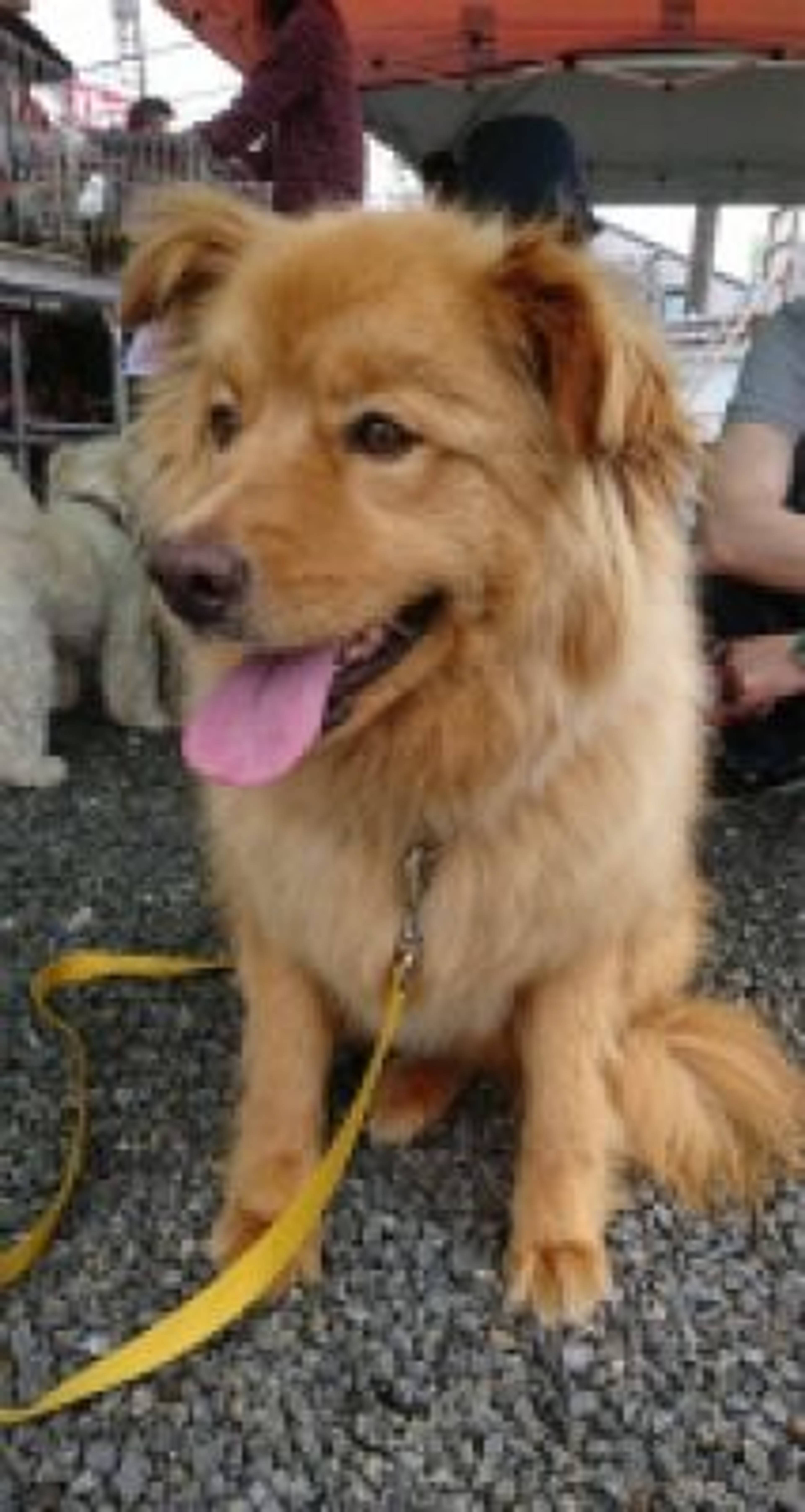 雑種（ミックス犬）・オスの里親募集の写真