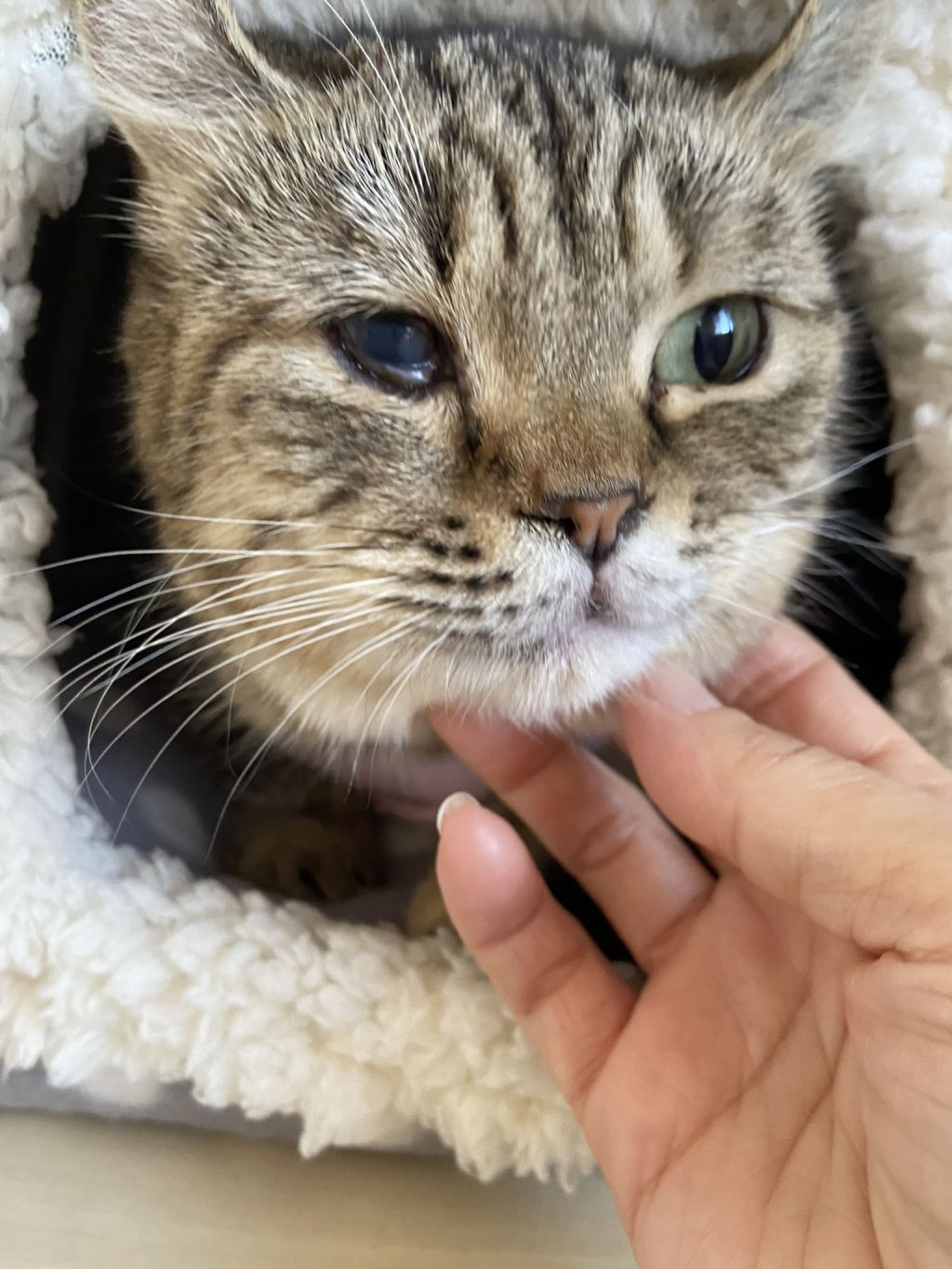 雑種（ミックス猫）・メスの里親募集の写真