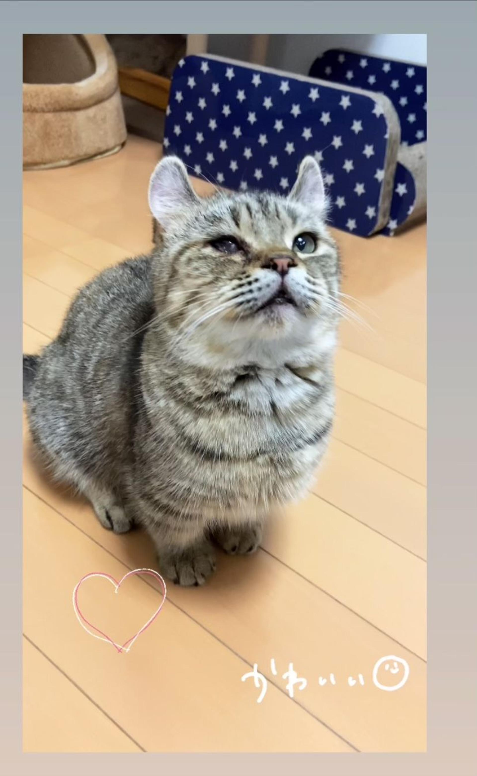 pet-image-3