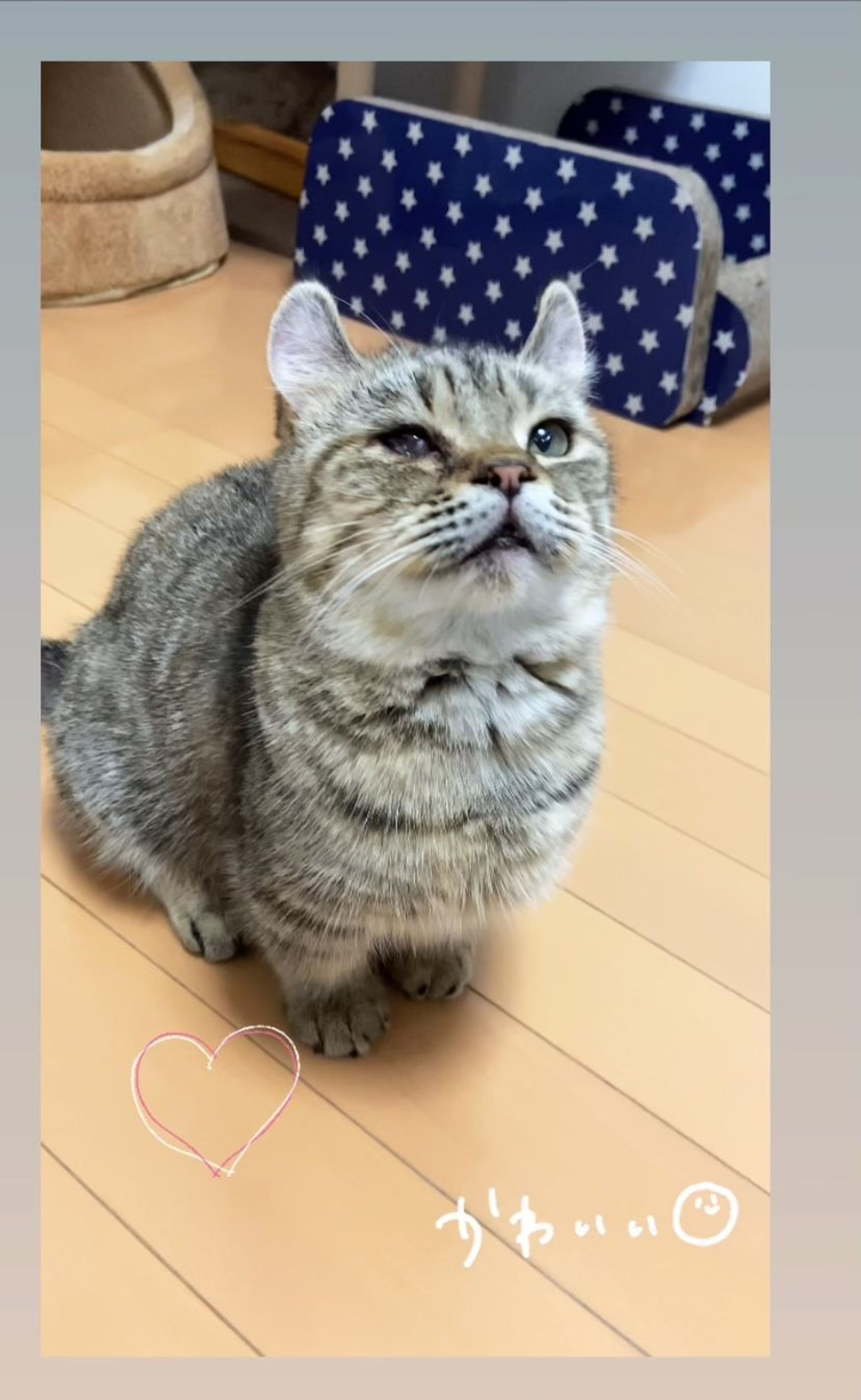 pet-image-3