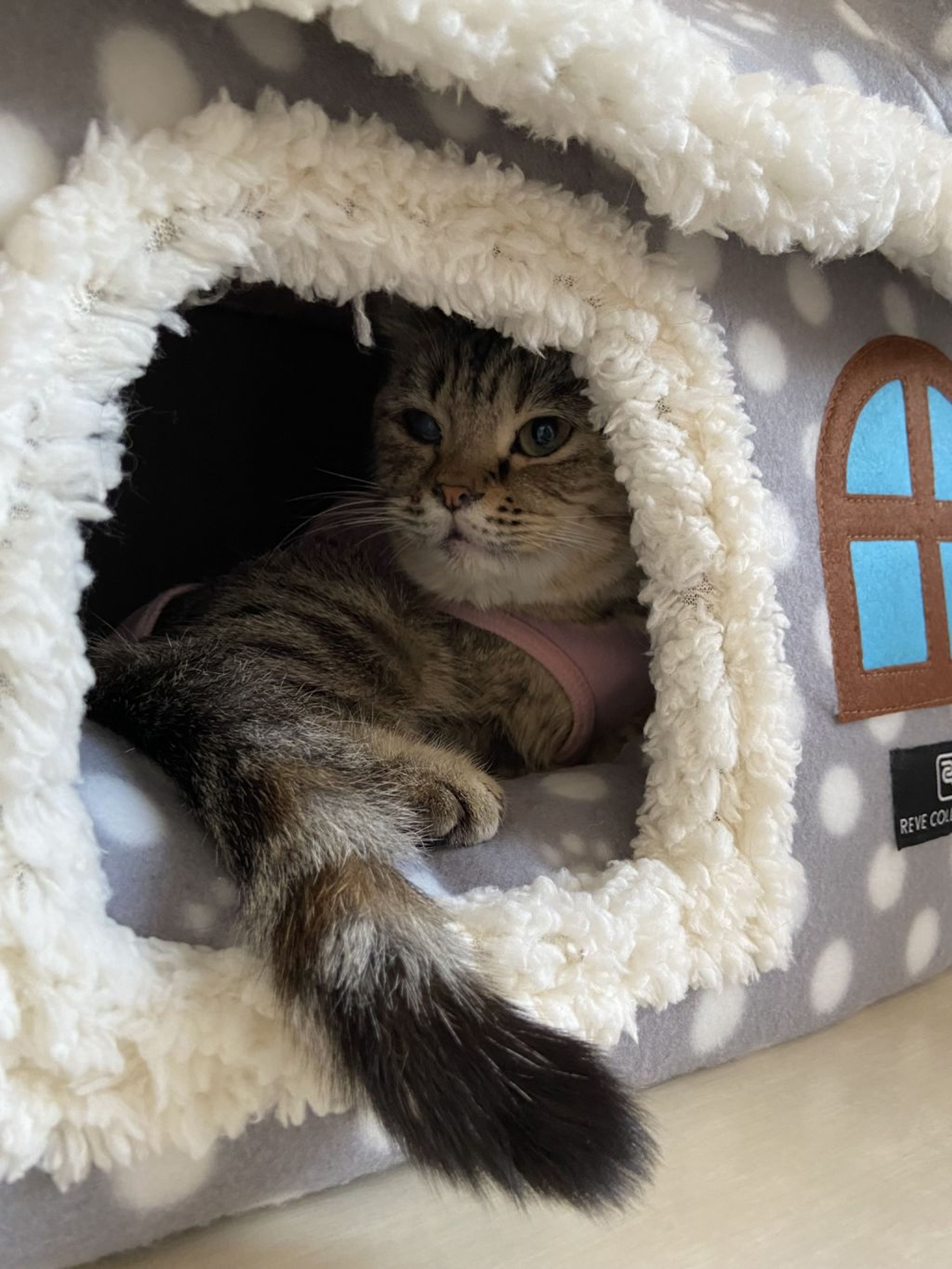 pet-image-5