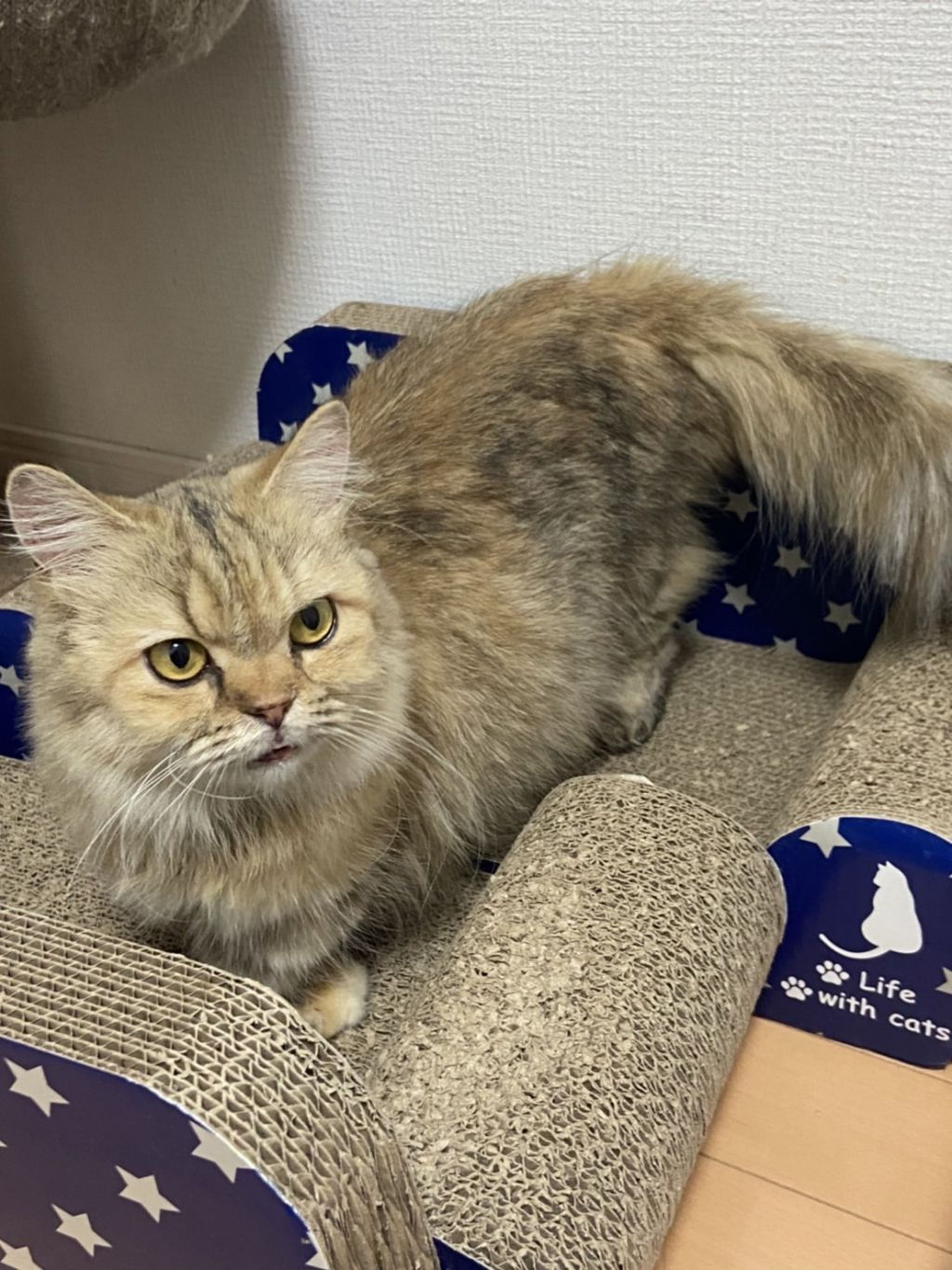 pet-image-2